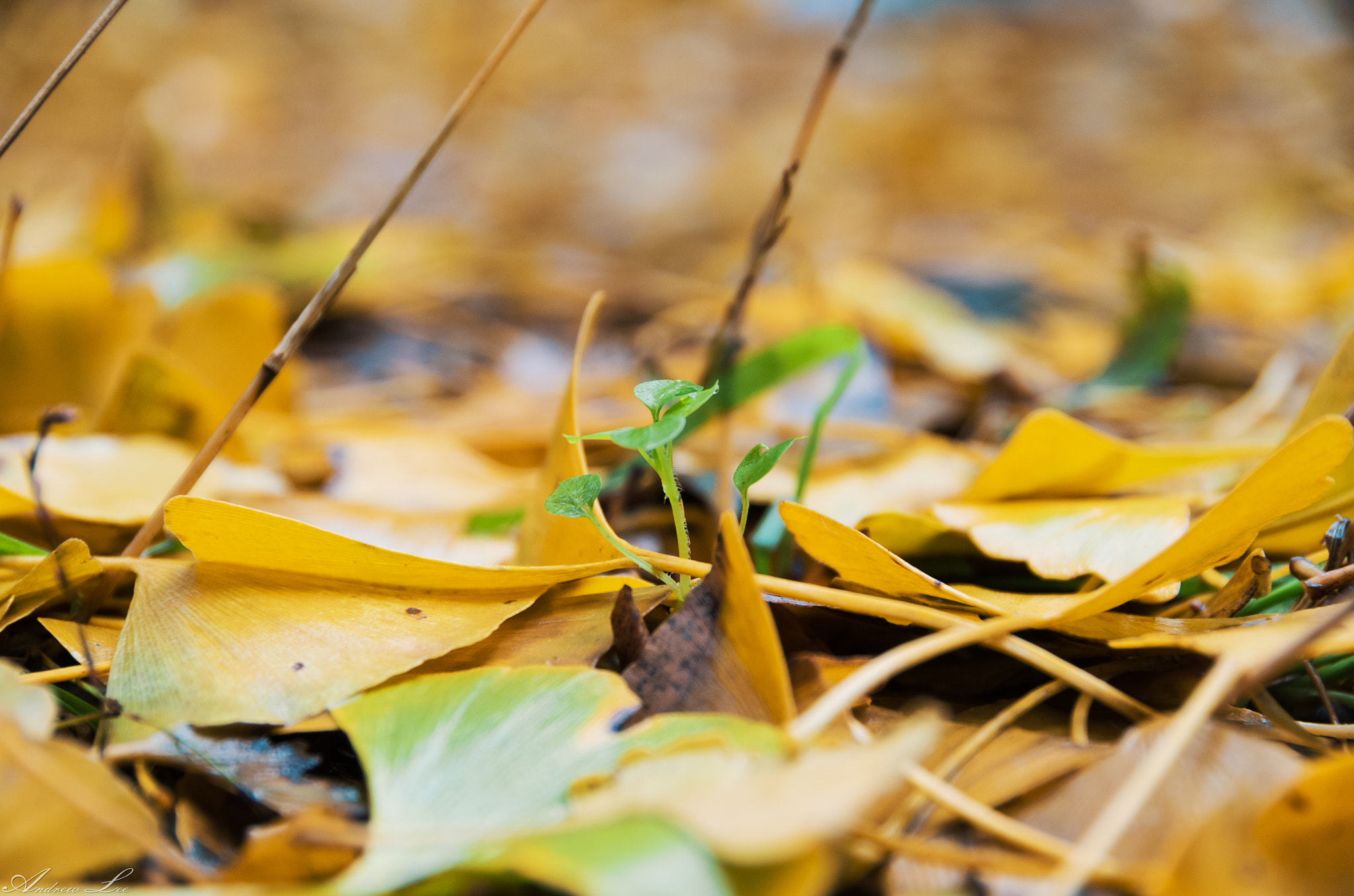 Pentax K-50 sample photo