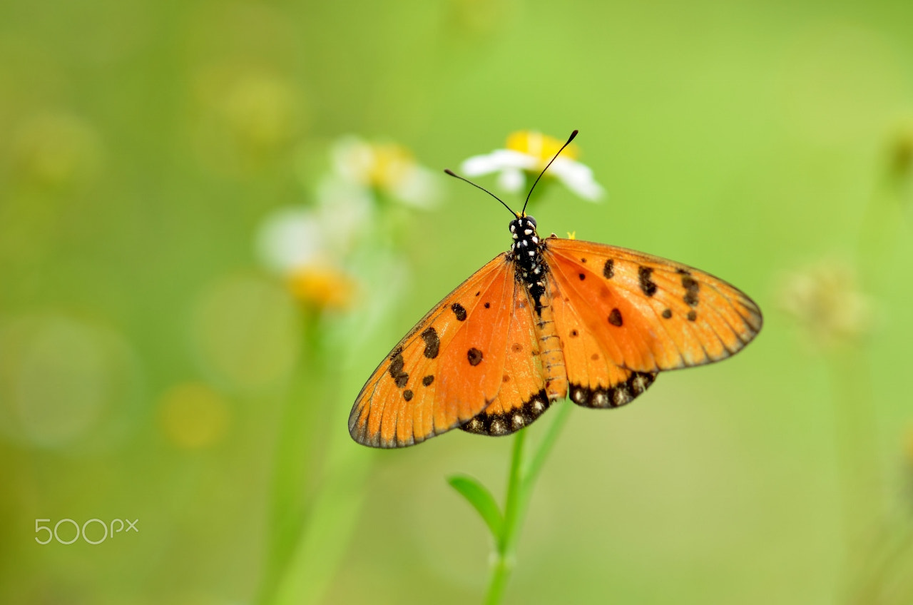 Nikon AF-S Micro-Nikkor 105mm F2.8G IF-ED VR sample photo. Bokeh photography