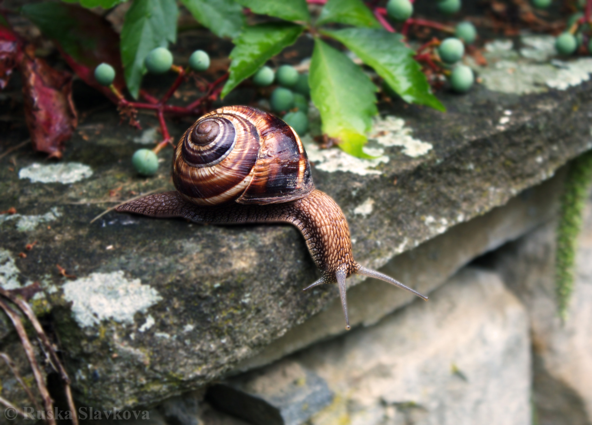 Canon EOS 40D sample photo. Extremely photogenic snail photography