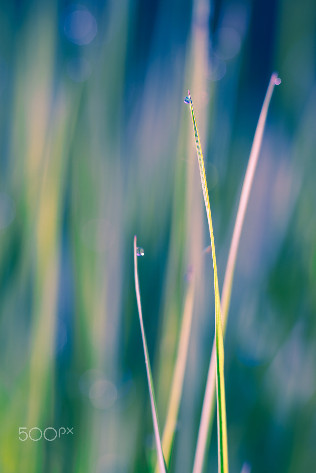 Tokina AT-X Pro 100mm F2.8 Macro sample photo. Grass 1 photography