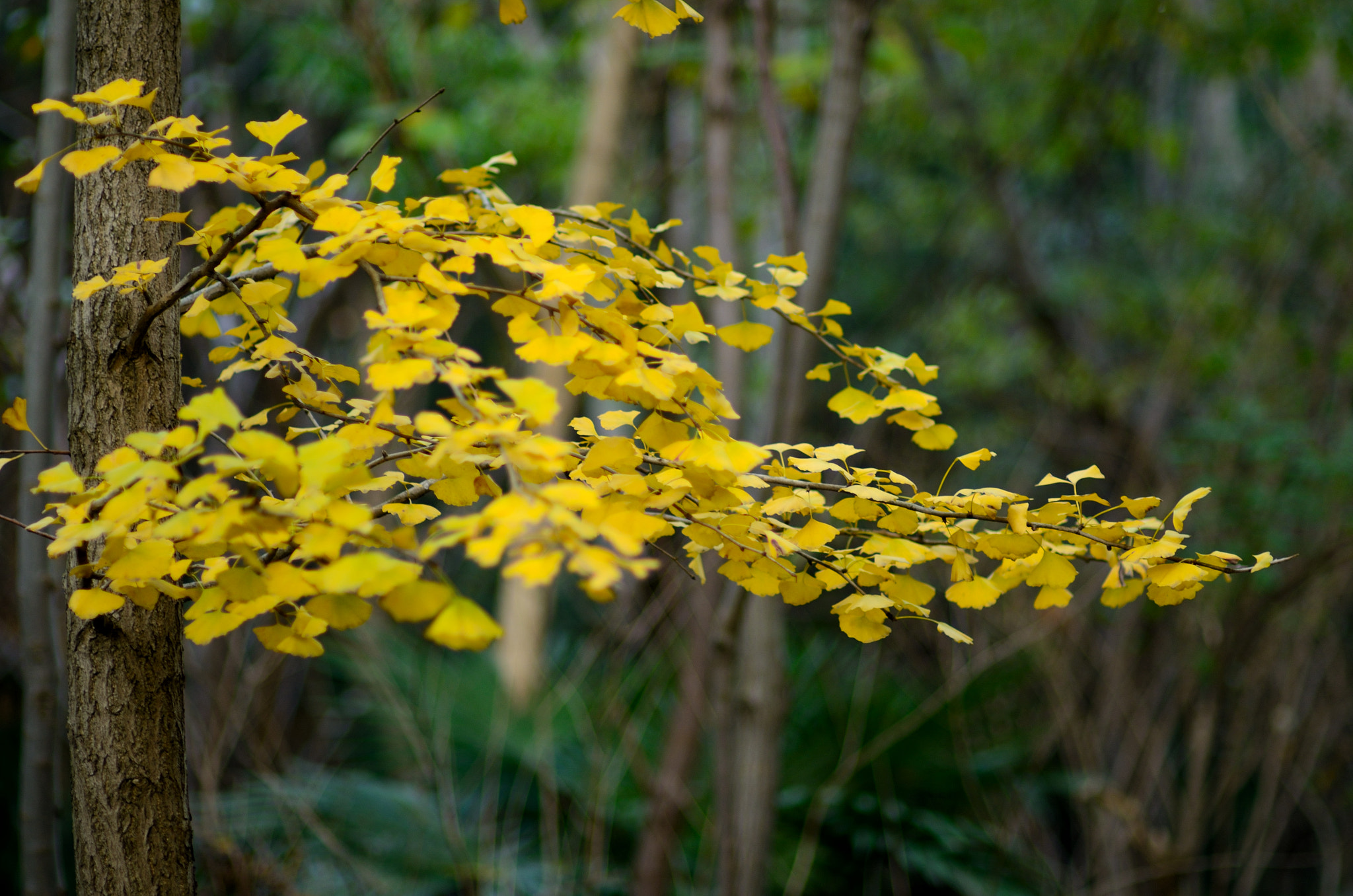 Nikon D7000 + Nikon AF Nikkor 85mm F1.4D sample photo. 繁秋 photography