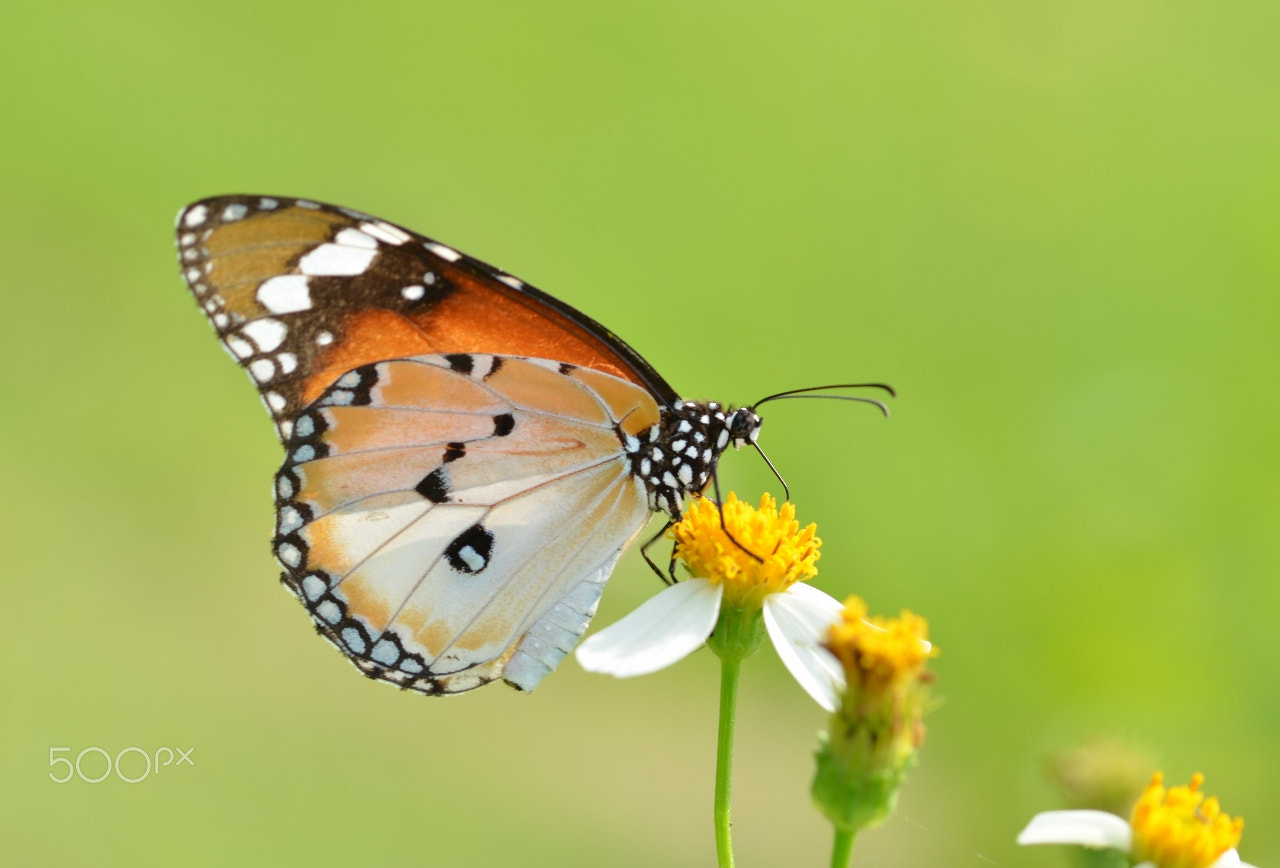 Nikon AF-S Micro-Nikkor 105mm F2.8G IF-ED VR sample photo. Bokehlicious photography