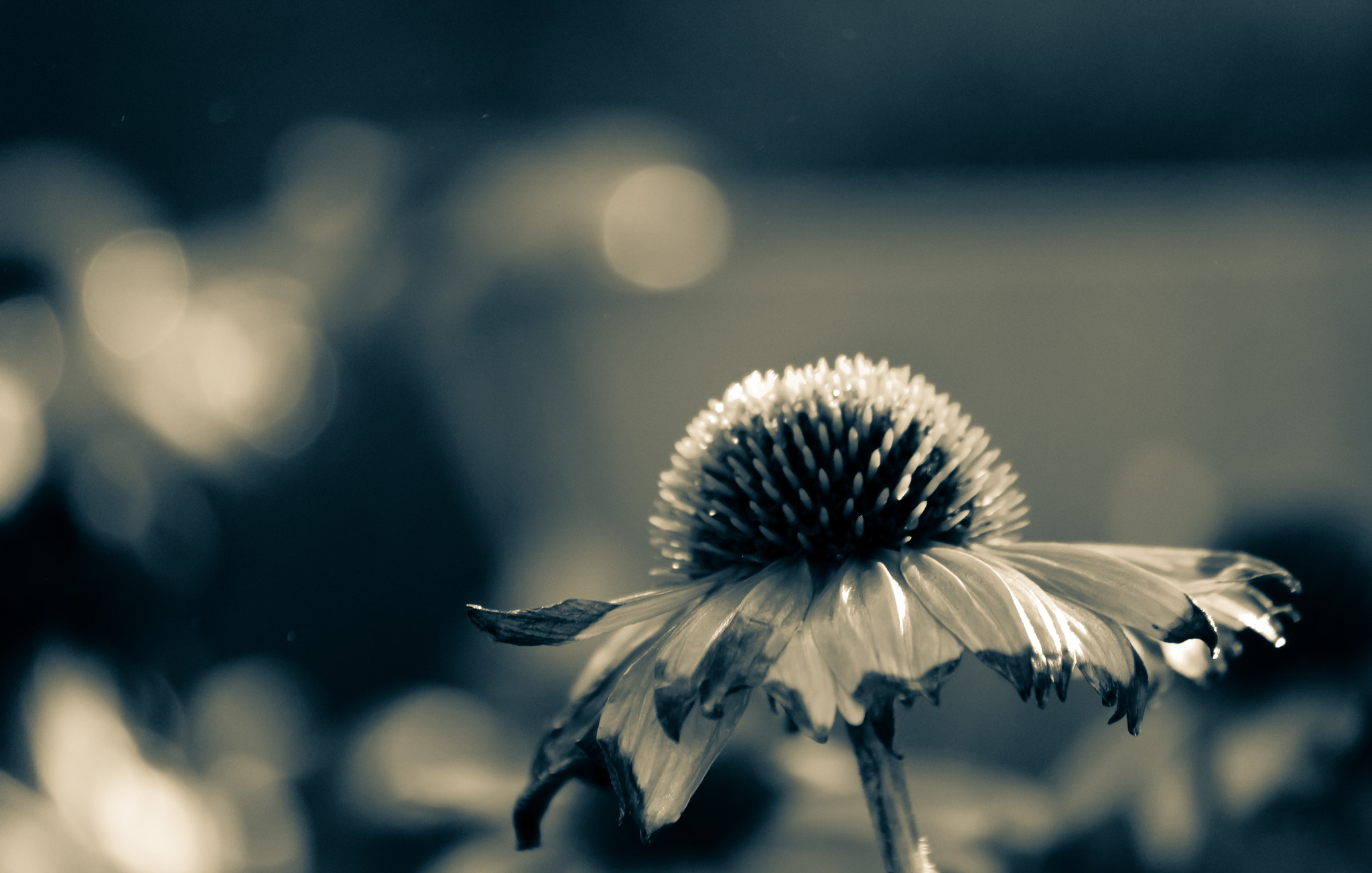 Canon EOS 650D (EOS Rebel T4i / EOS Kiss X6i) sample photo. Grace under fire photography