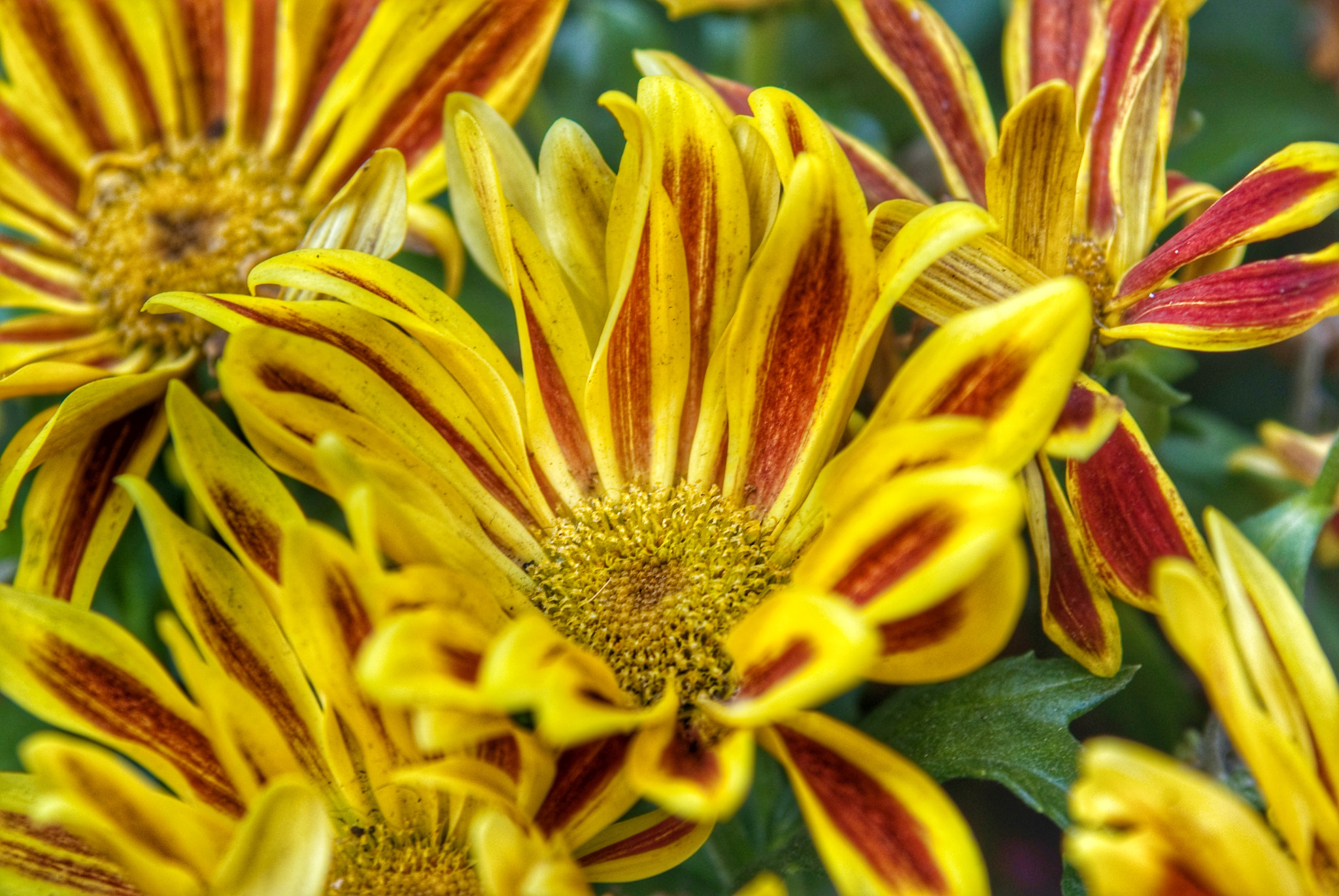 Minolta AF 35-105mm F3.5-4.5 sample photo. Flowers photography