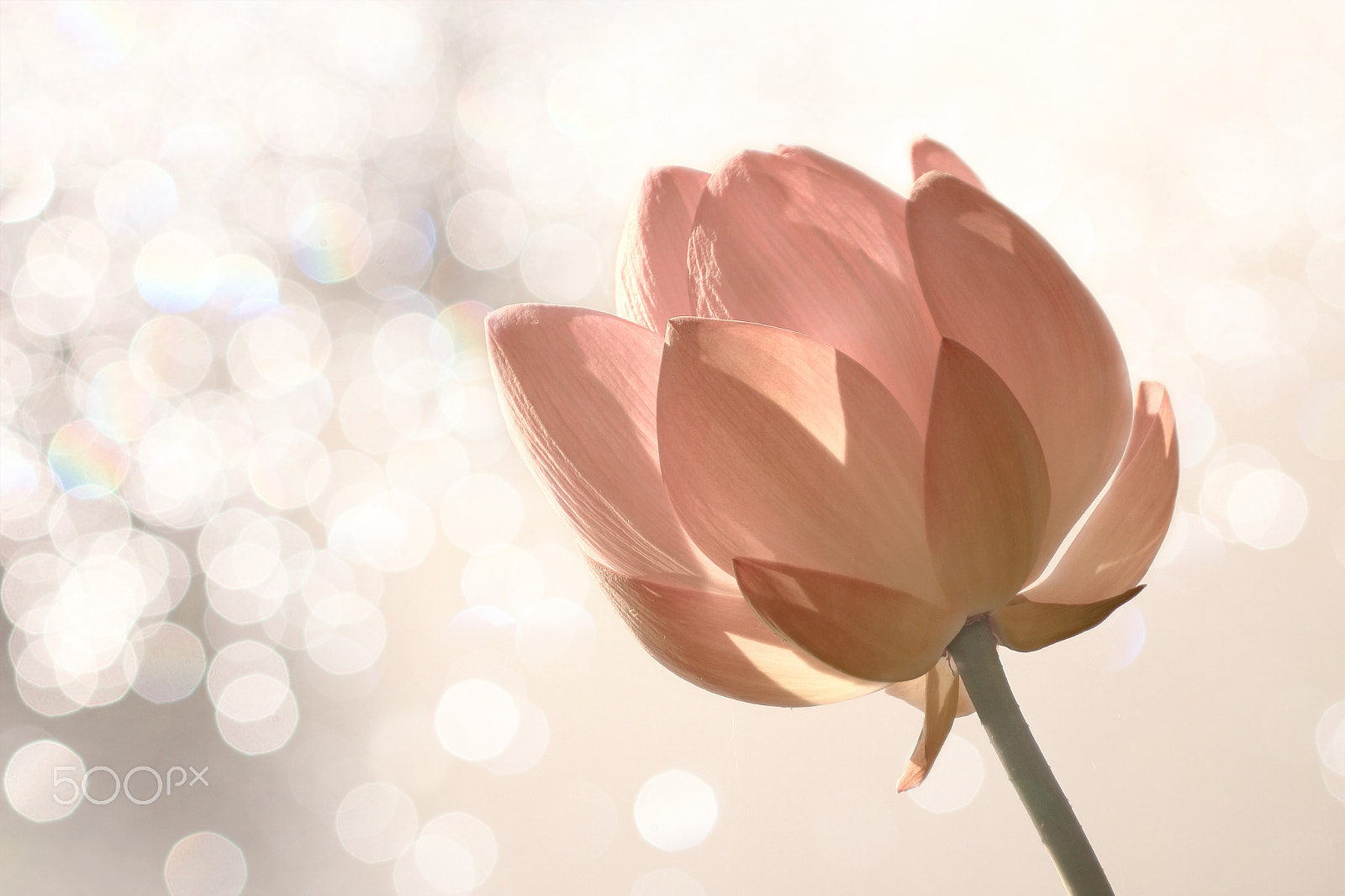 Canon EOS 7D + Sigma 50-200mm F4-5.6 DC OS HSM sample photo. A little about the lotus photography