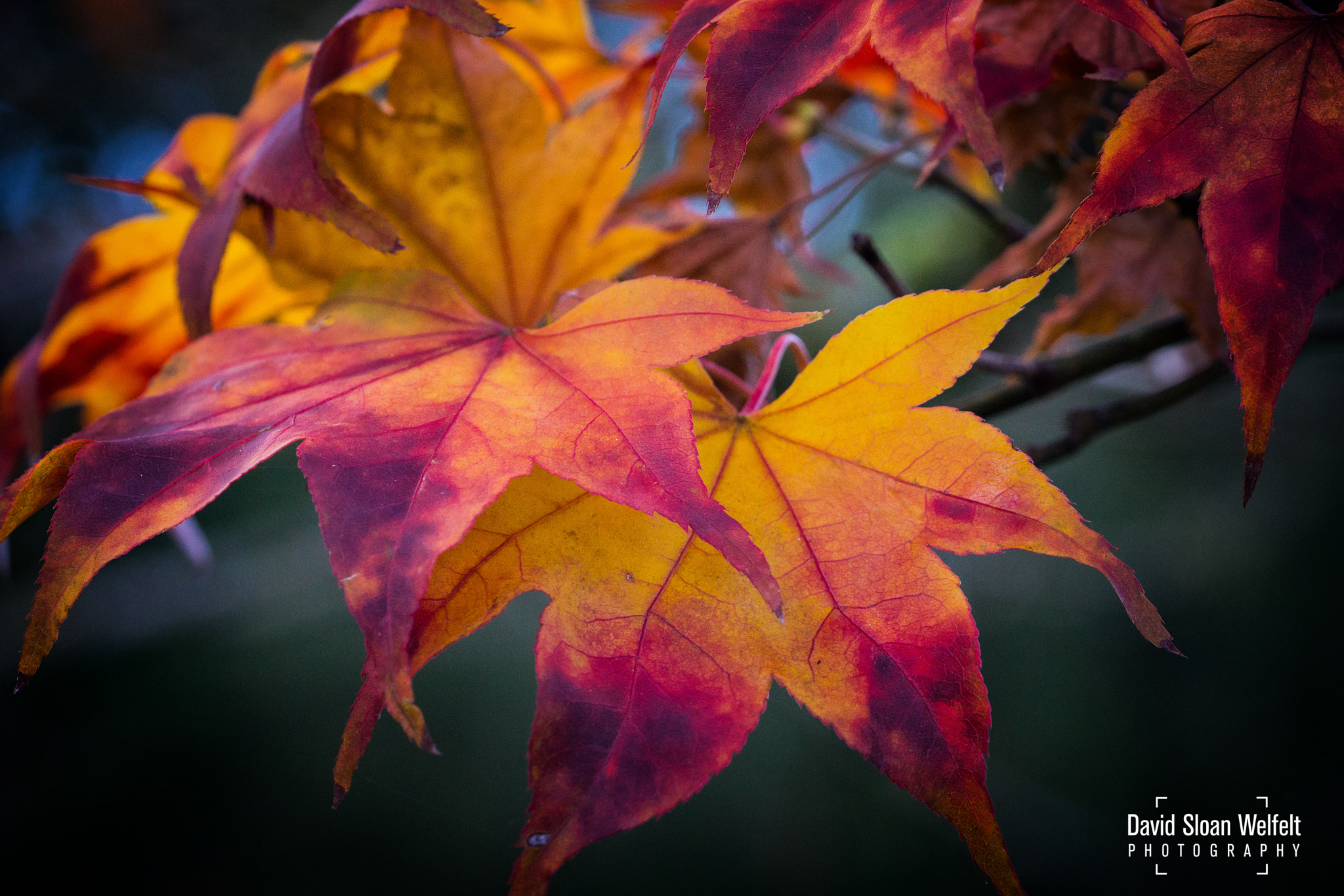 Sony a6000 + Sony FE 90mm F2.8 Macro G OSS sample photo. An array of fall colors photography