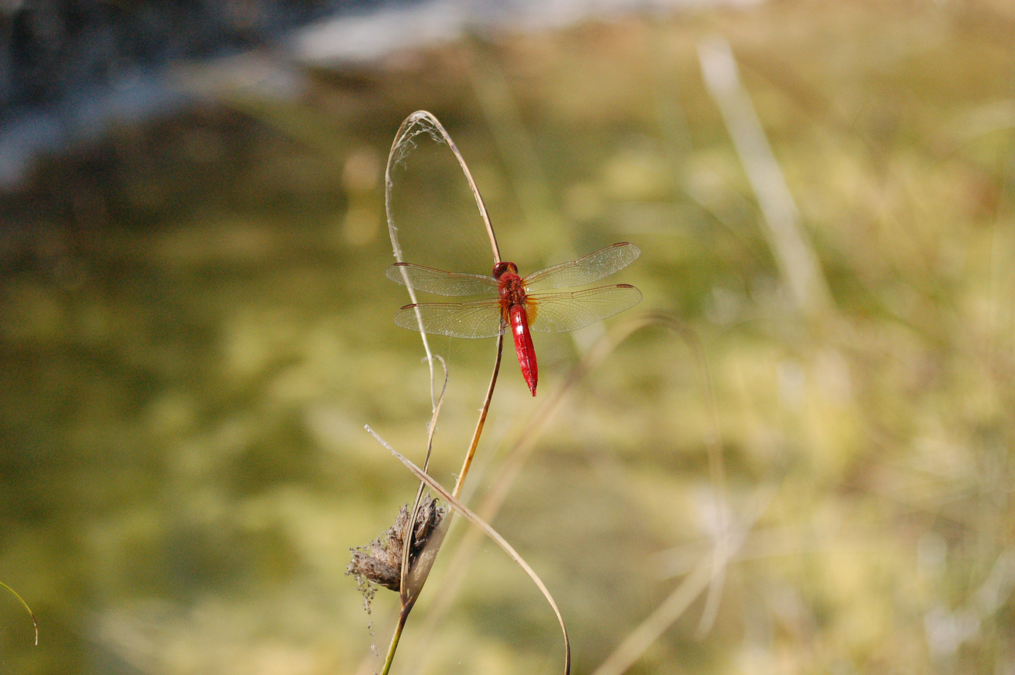 Nikon D50 sample photo. Small red photography