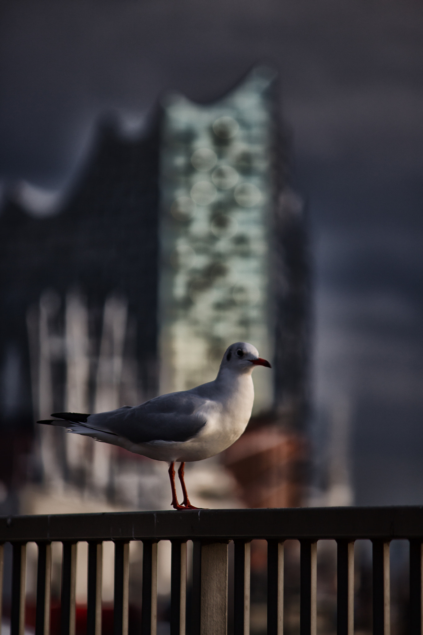 Canon EF-S 55-250mm F4-5.6 IS sample photo. Möwe / gull photography