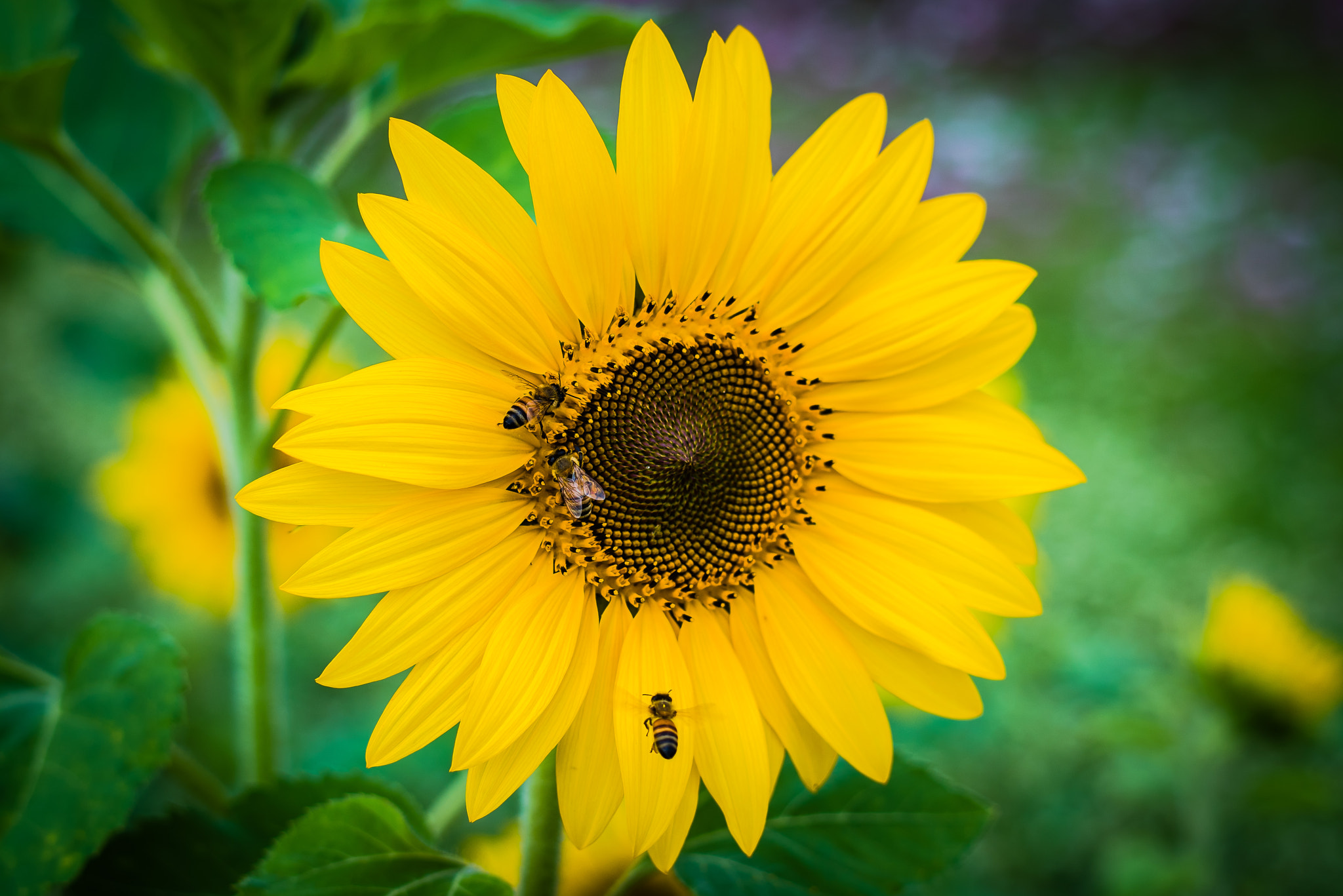 Nikon D810 + Nikon AF-S Nikkor 58mm F1.4G sample photo. Dsc photography