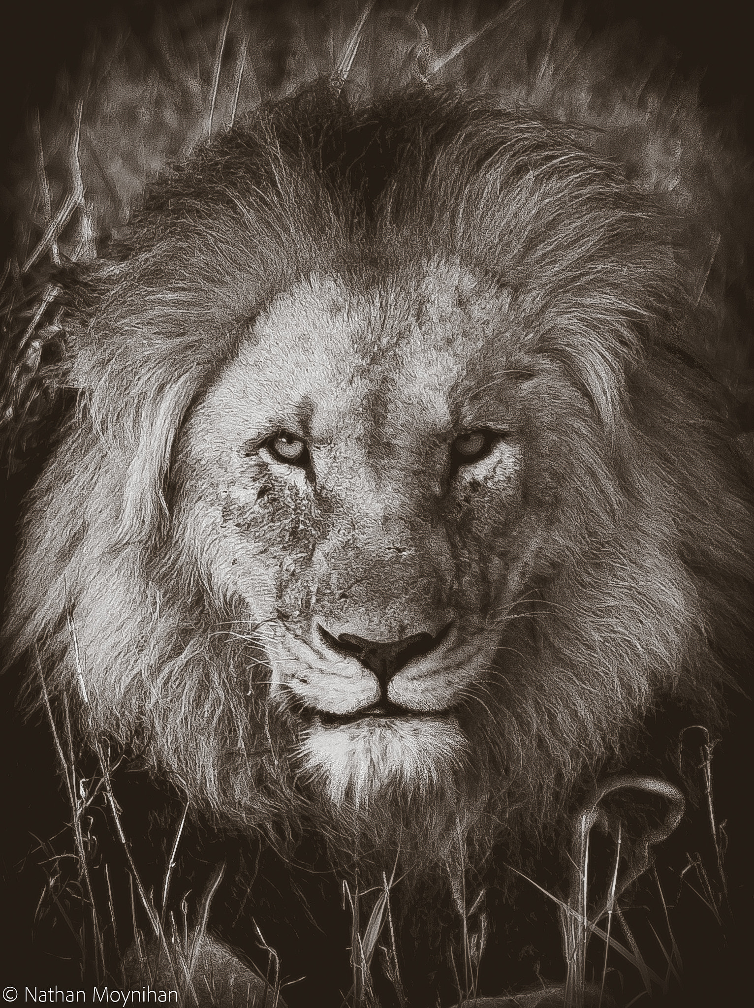 Canon EF 100-400mm F4.5-5.6L IS USM sample photo. Lion portrait photography