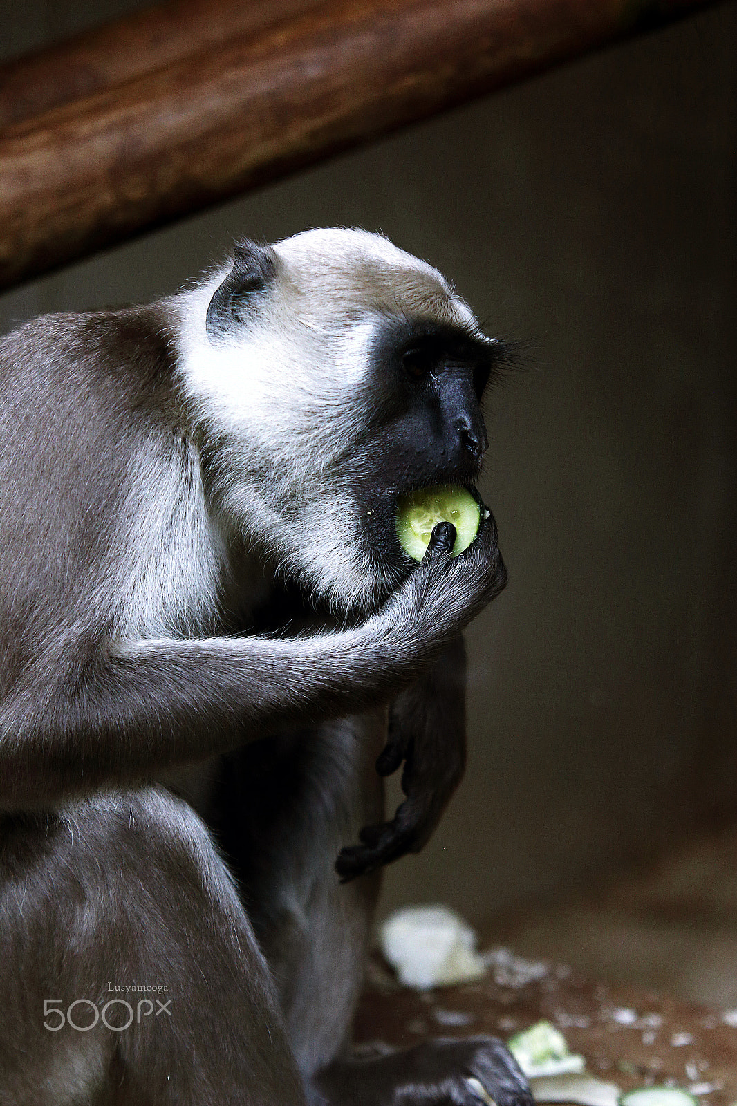 Sigma 70-200mm F2.8 EX DG OS HSM sample photo. Monkey photography