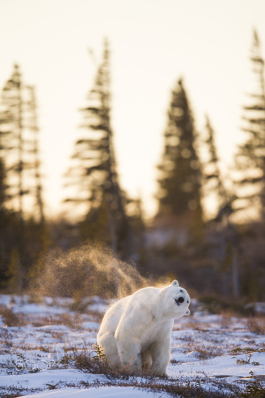 Canon EF 600mm F4L IS II USM sample photo. Snow flying photography