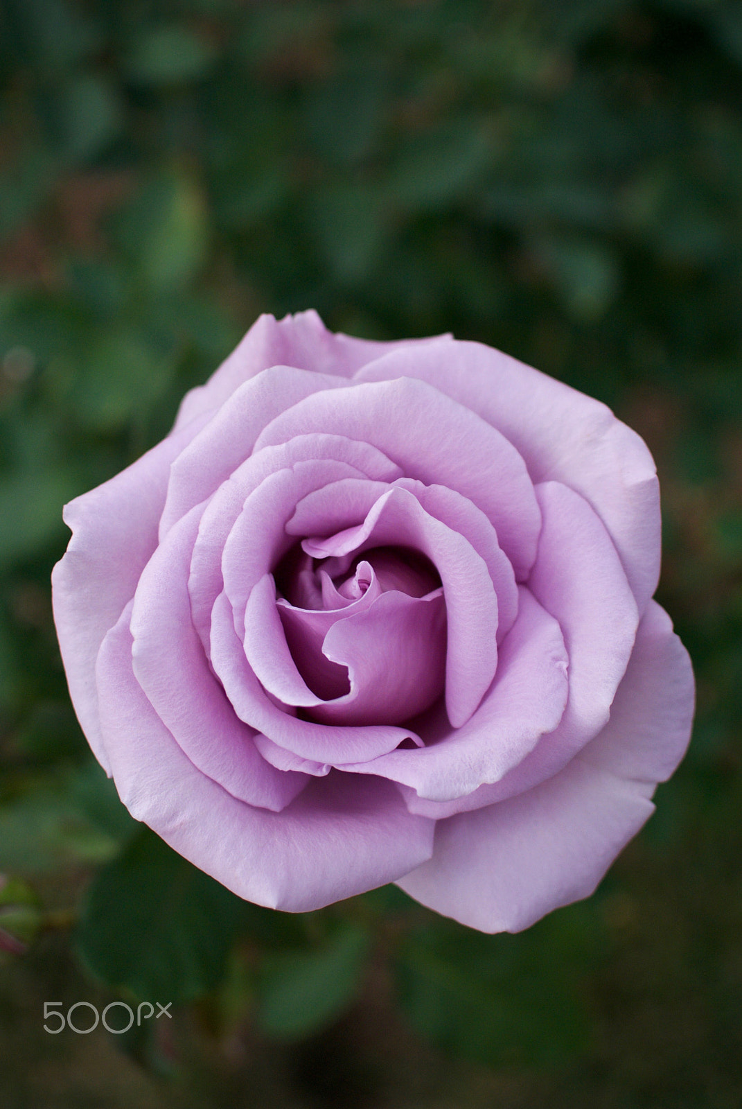 Nikon 1 J2 sample photo. Purple rose photography