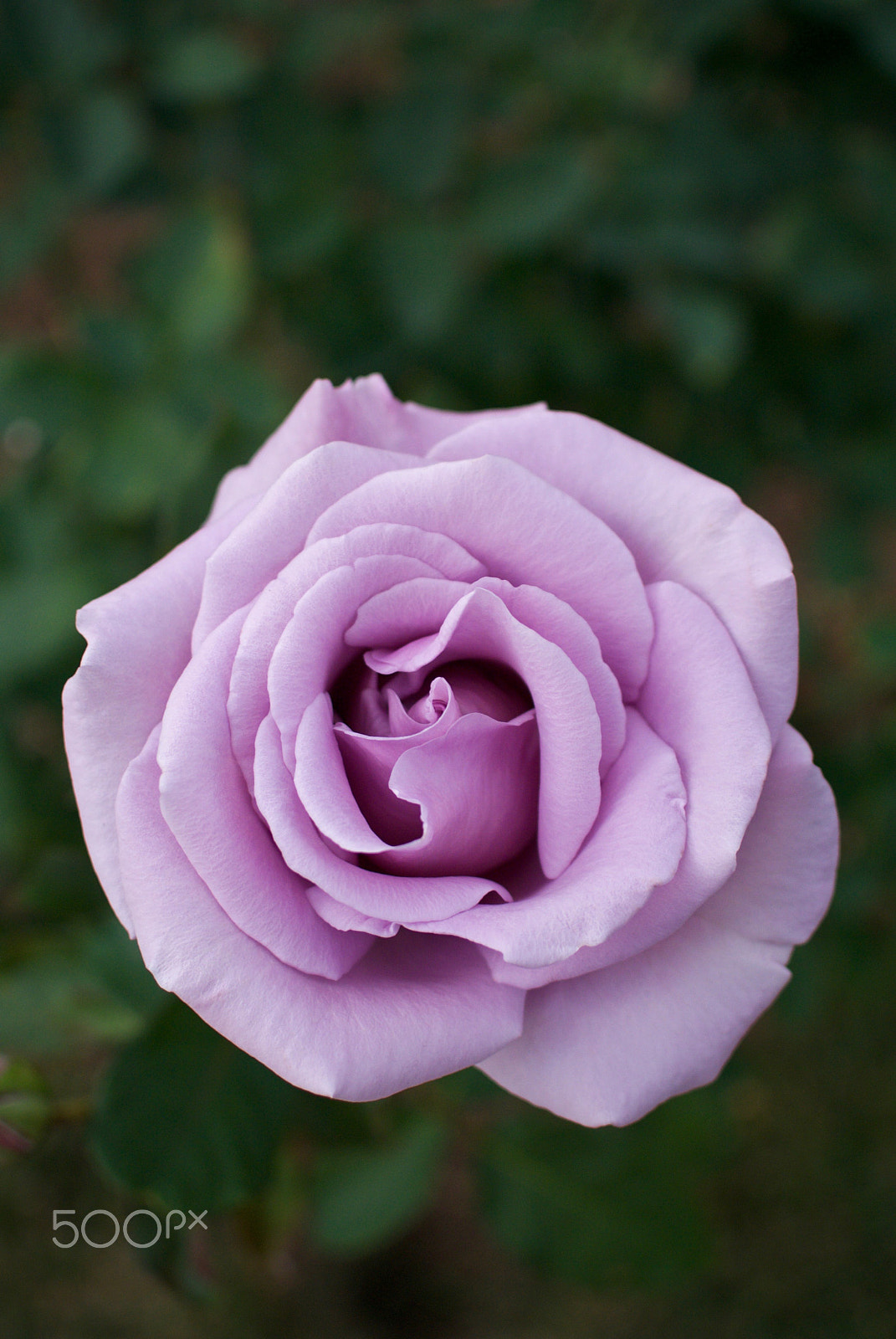 Nikon 1 Nikkor 18.5mm F1.8 sample photo. Purple rose photography