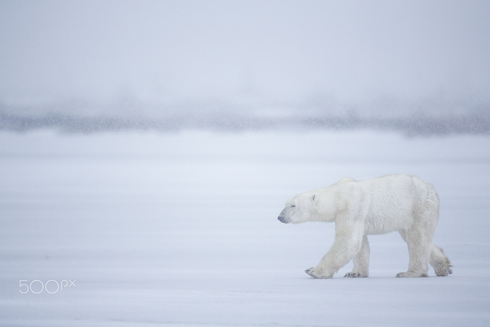 Canon EF 600mm F4L IS II USM sample photo. Cold snowy bear photography