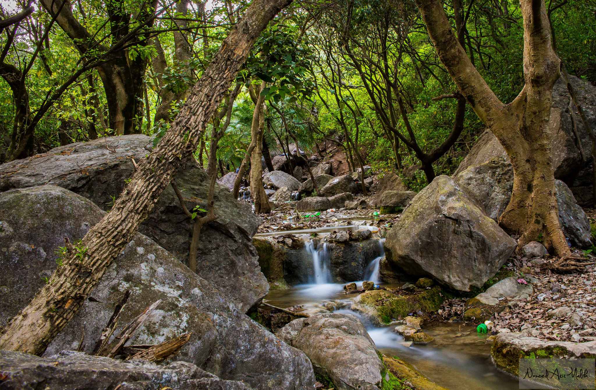Canon EF 400mm f/2.8L sample photo. Jungle world photography