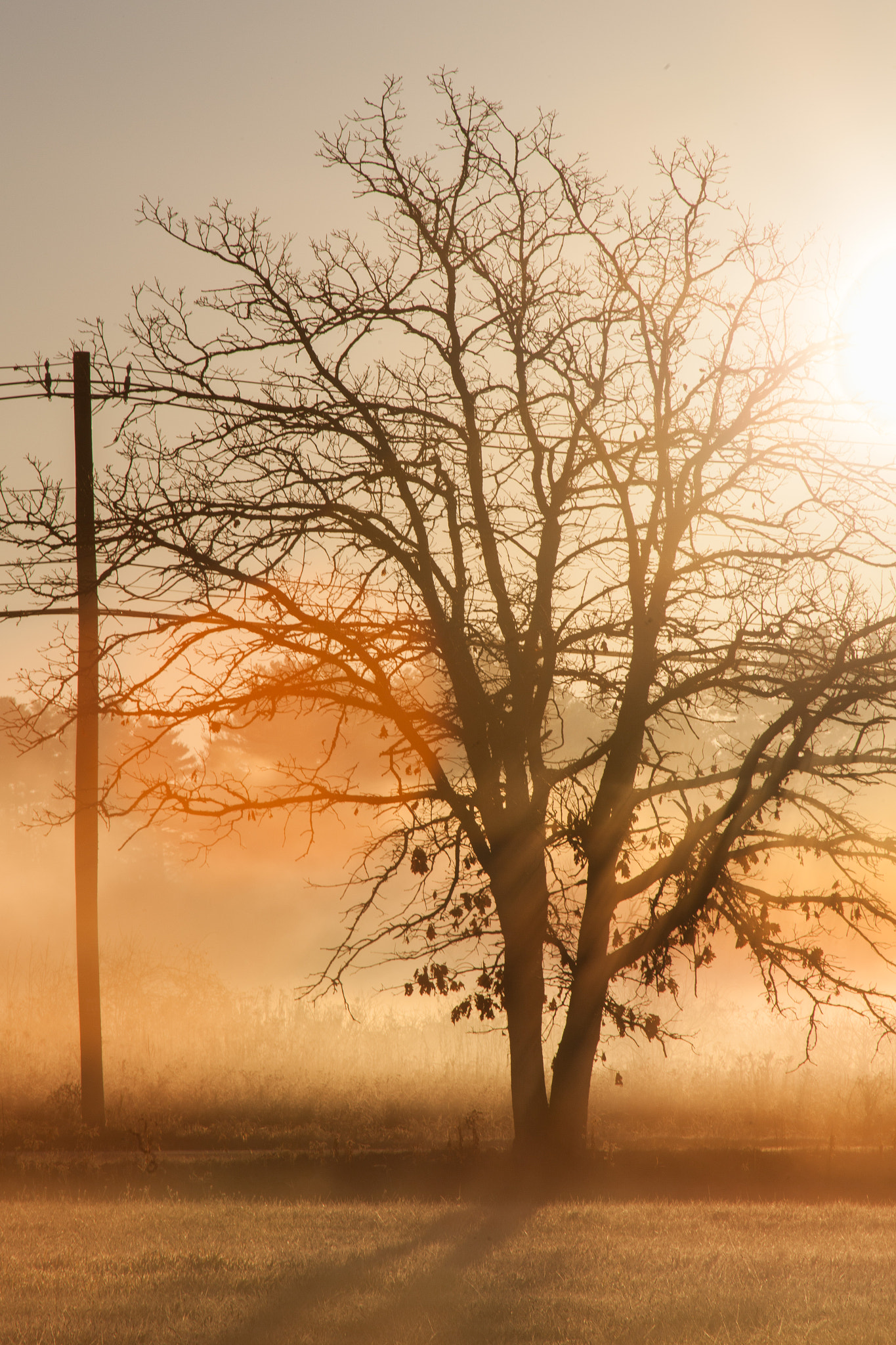 EF75-300mm f/4-5.6 sample photo. Golden morning photography