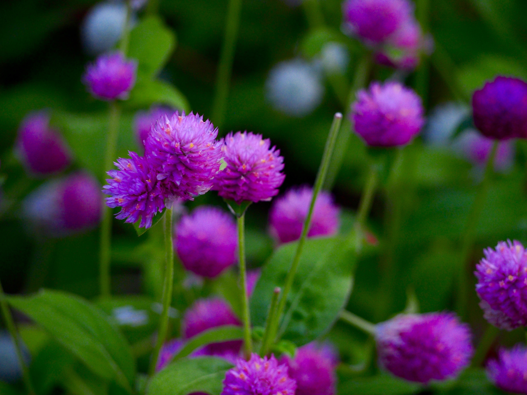 Olympus PEN E-PL6 sample photo. Flowers in nature photography