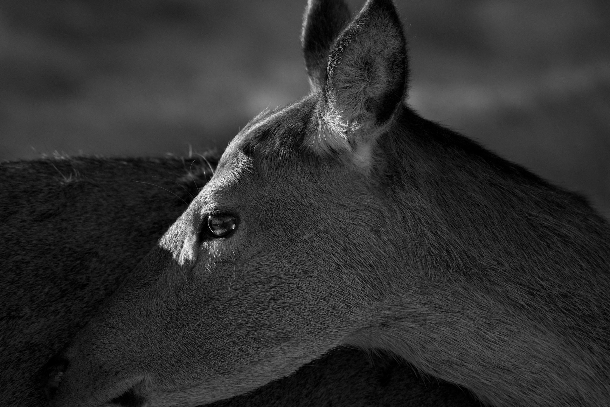 Sony Alpha DSLR-A500 sample photo. A doe photography