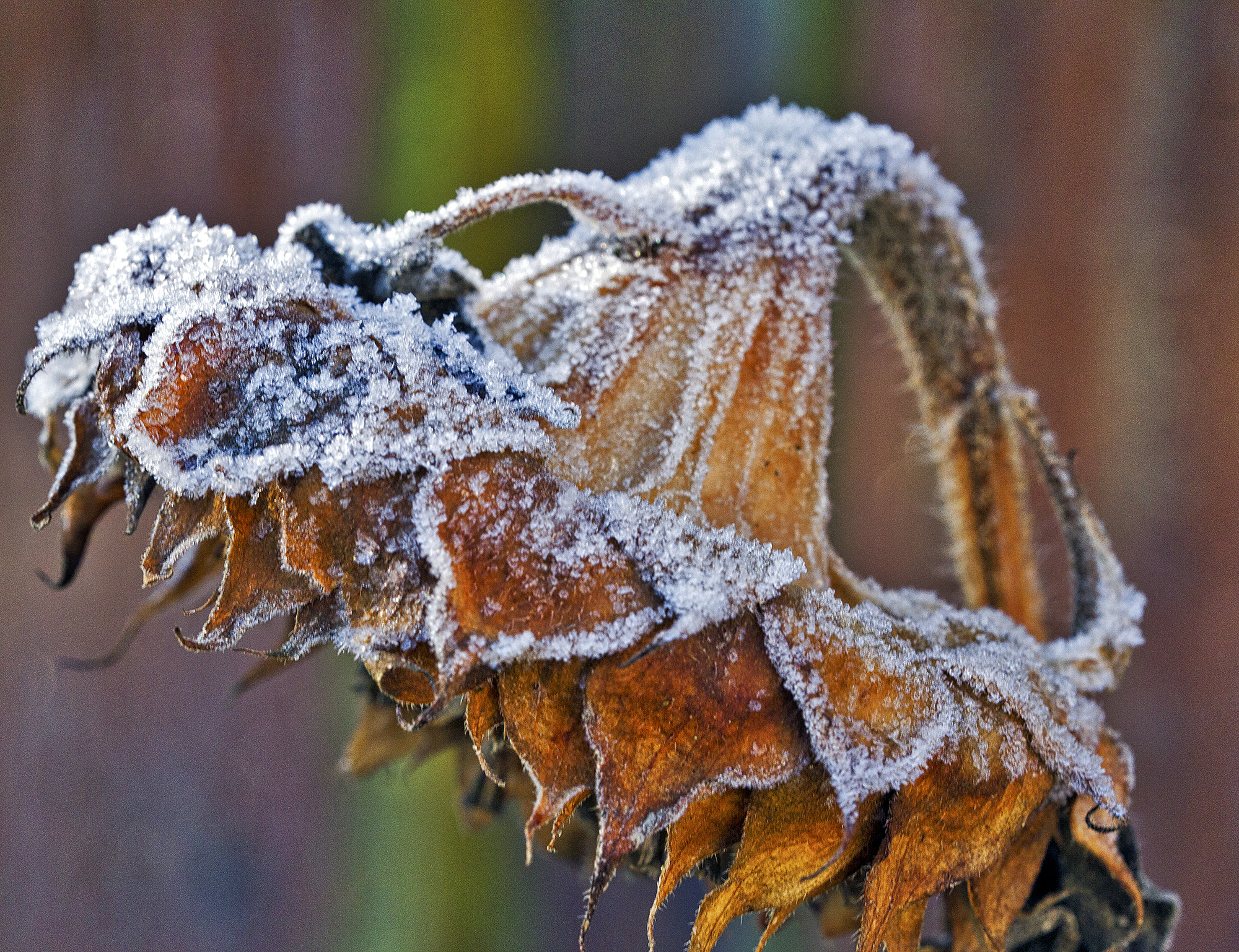 Sigma 150mm f/2.8 EX DG OS HSM APO Macro sample photo. The tired sunflower ... still hanging on photography
