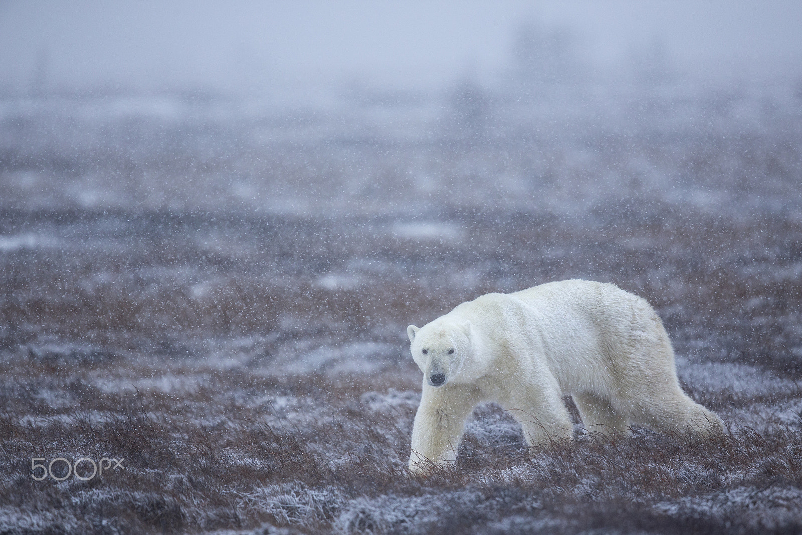 Canon EOS-1D X + Canon EF 600mm F4L IS II USM sample photo. Snowing bear photography