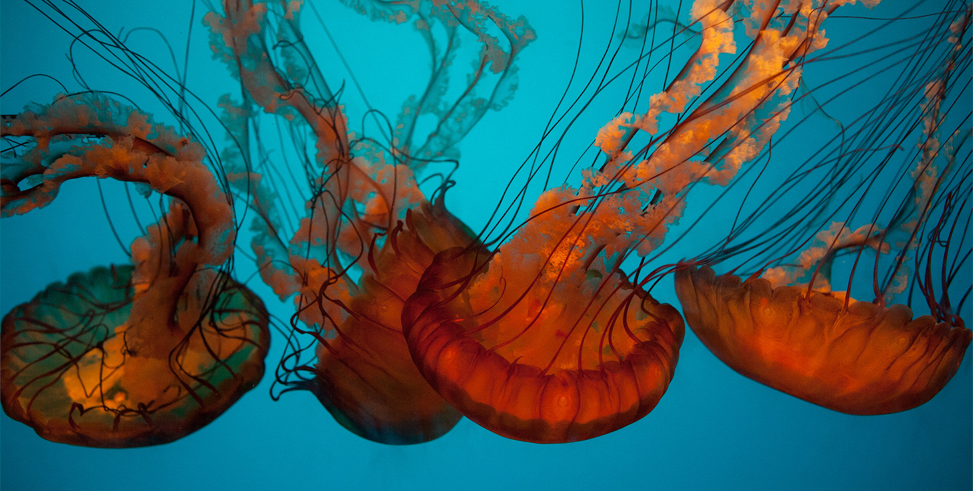 Canon EF 24mm F1.4L II USM sample photo. Jellyfish the next king of the sea photography