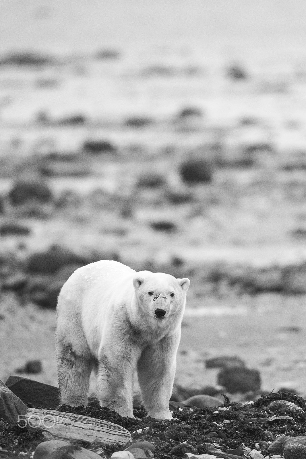 Canon EF 600mm F4L IS II USM sample photo. Black and white bear photography