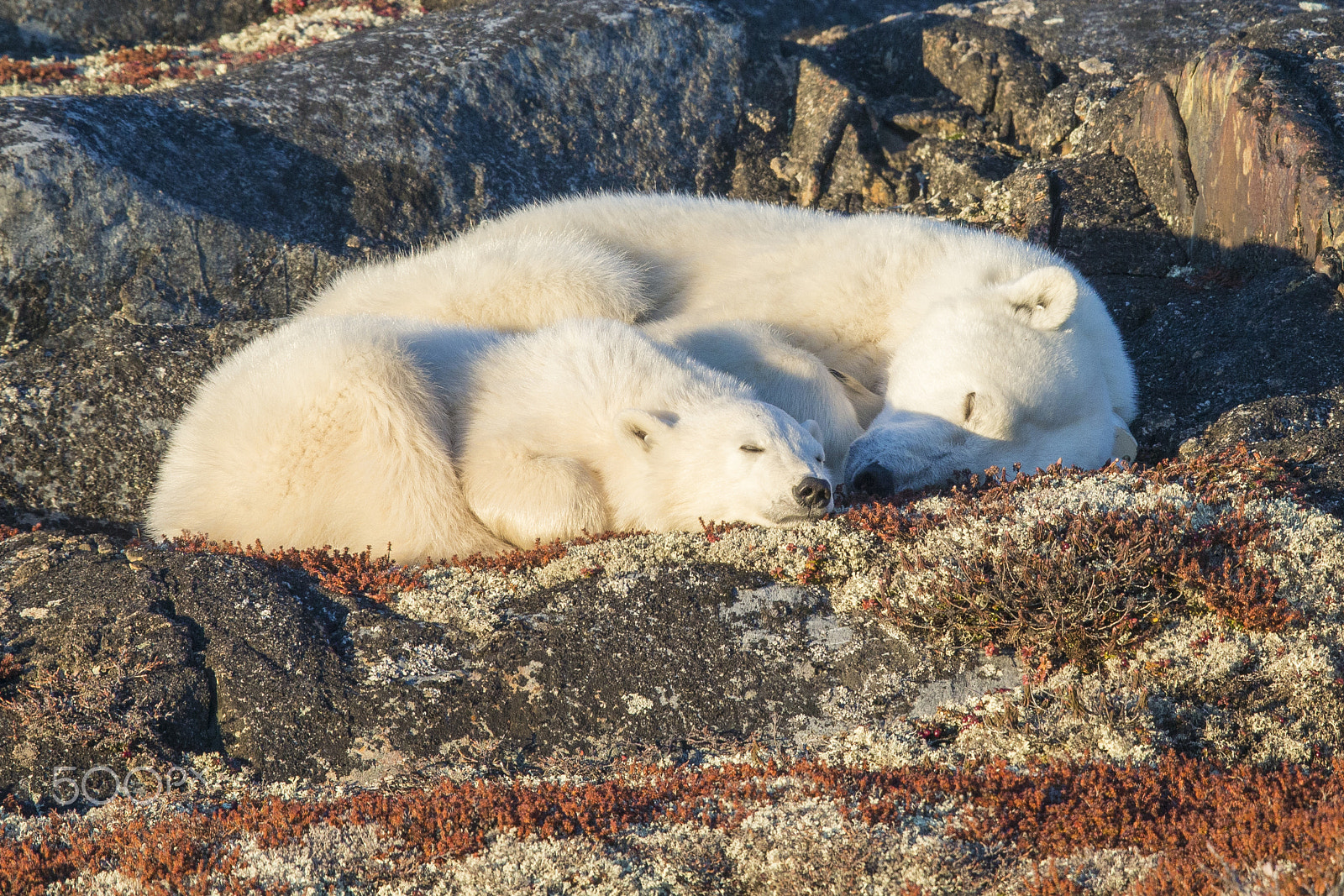 Canon EF 600mm F4L IS II USM sample photo. Polar bear snuggle photography