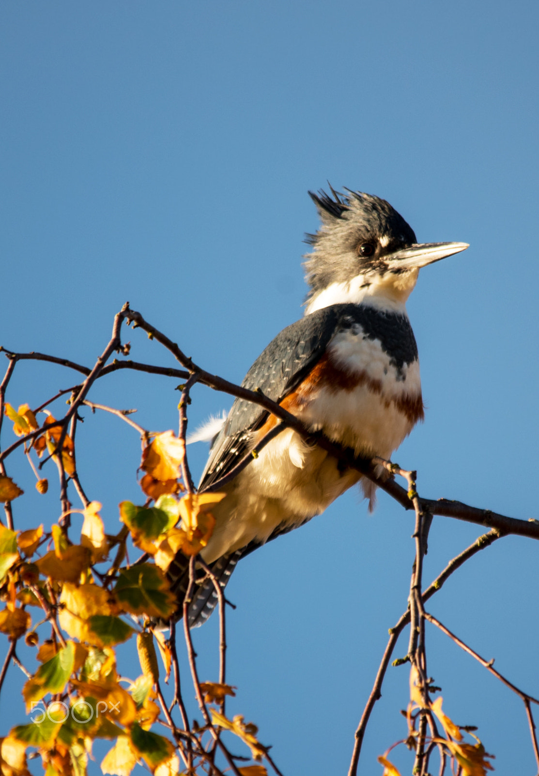 Sigma 150-500mm F5-6.3 DG OS HSM sample photo. Sunny day in the fall photography