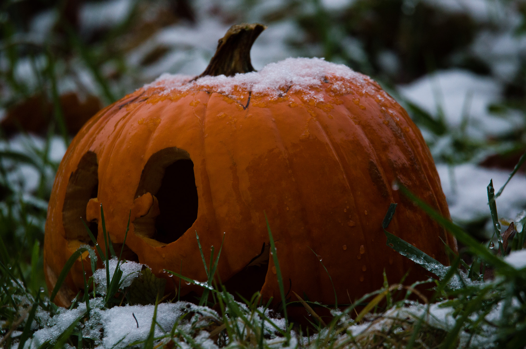 Nikon D3200 sample photo. Kürbis photography