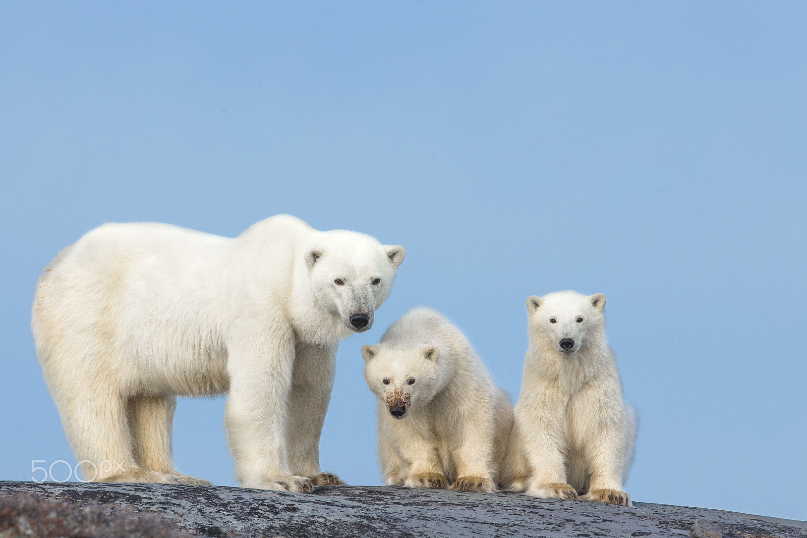 Canon EF 600mm F4L IS II USM sample photo. Polar bear with cubs on rocks photography