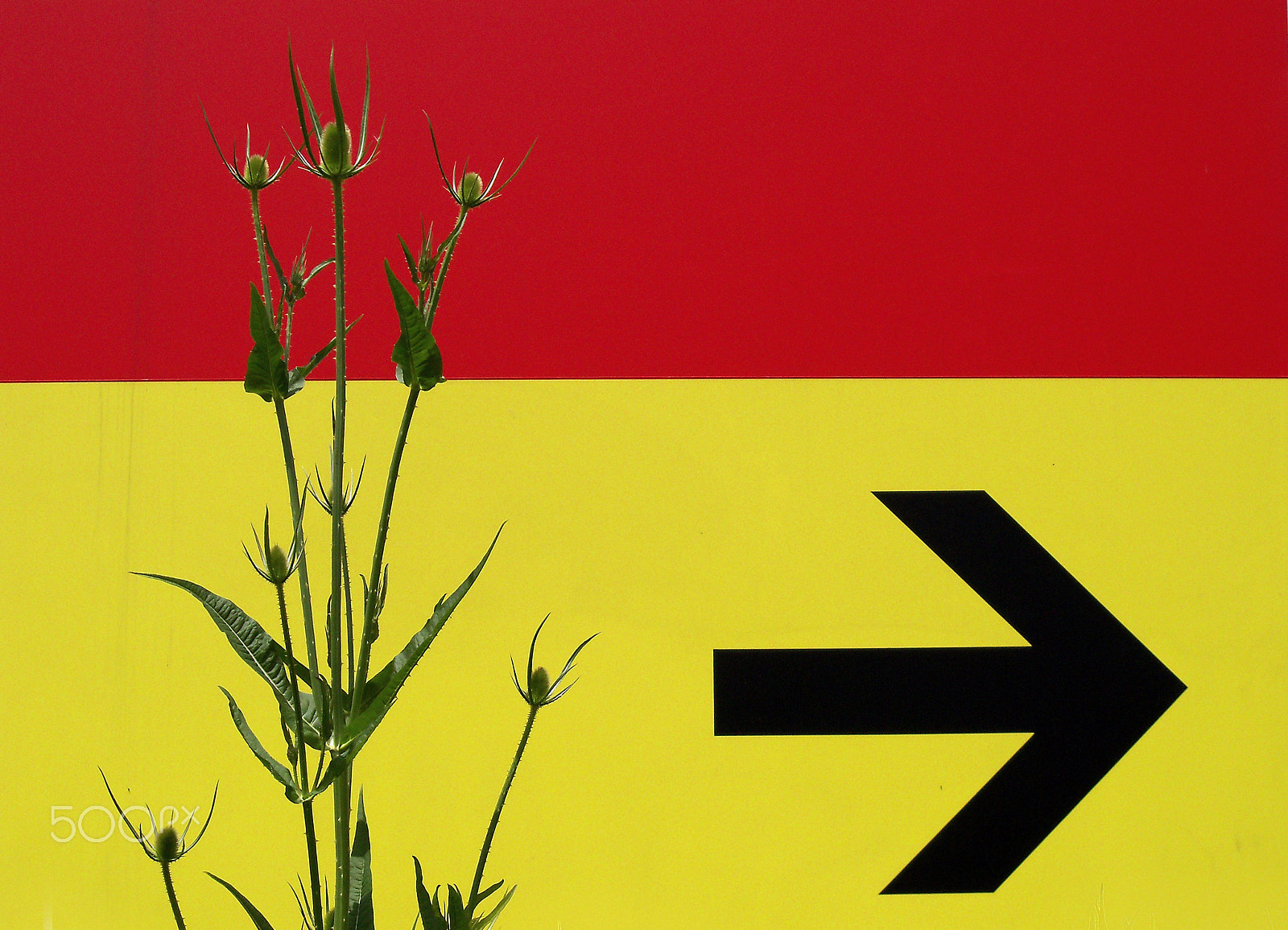Kodak EasyShare Z915 sample photo. Plant and signpost photography