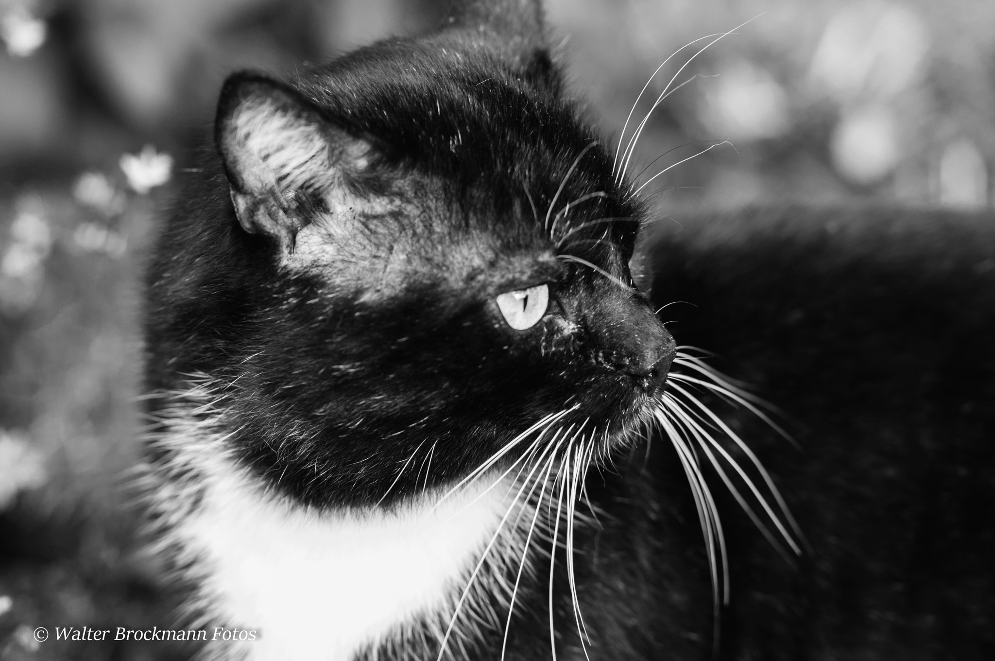 Nikon D5000 sample photo. Tiere/animals photography