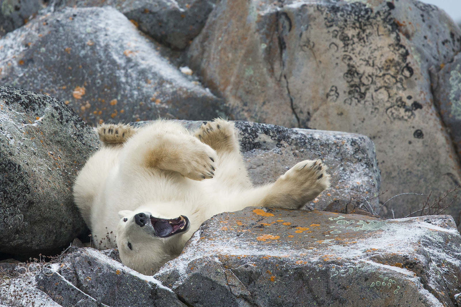 Canon EF 600mm F4L IS II USM sample photo. Polar bear playing on rocks photography