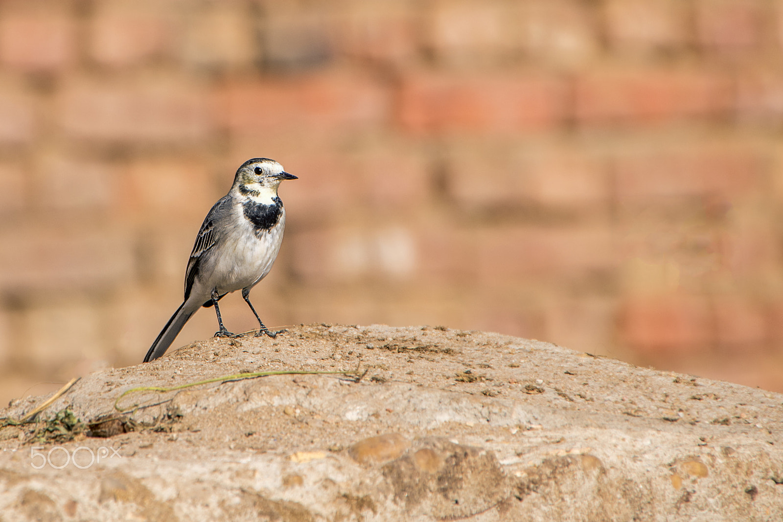 Nikon D5500 sample photo. Lonely beautiful beautiful bird profile natural photography