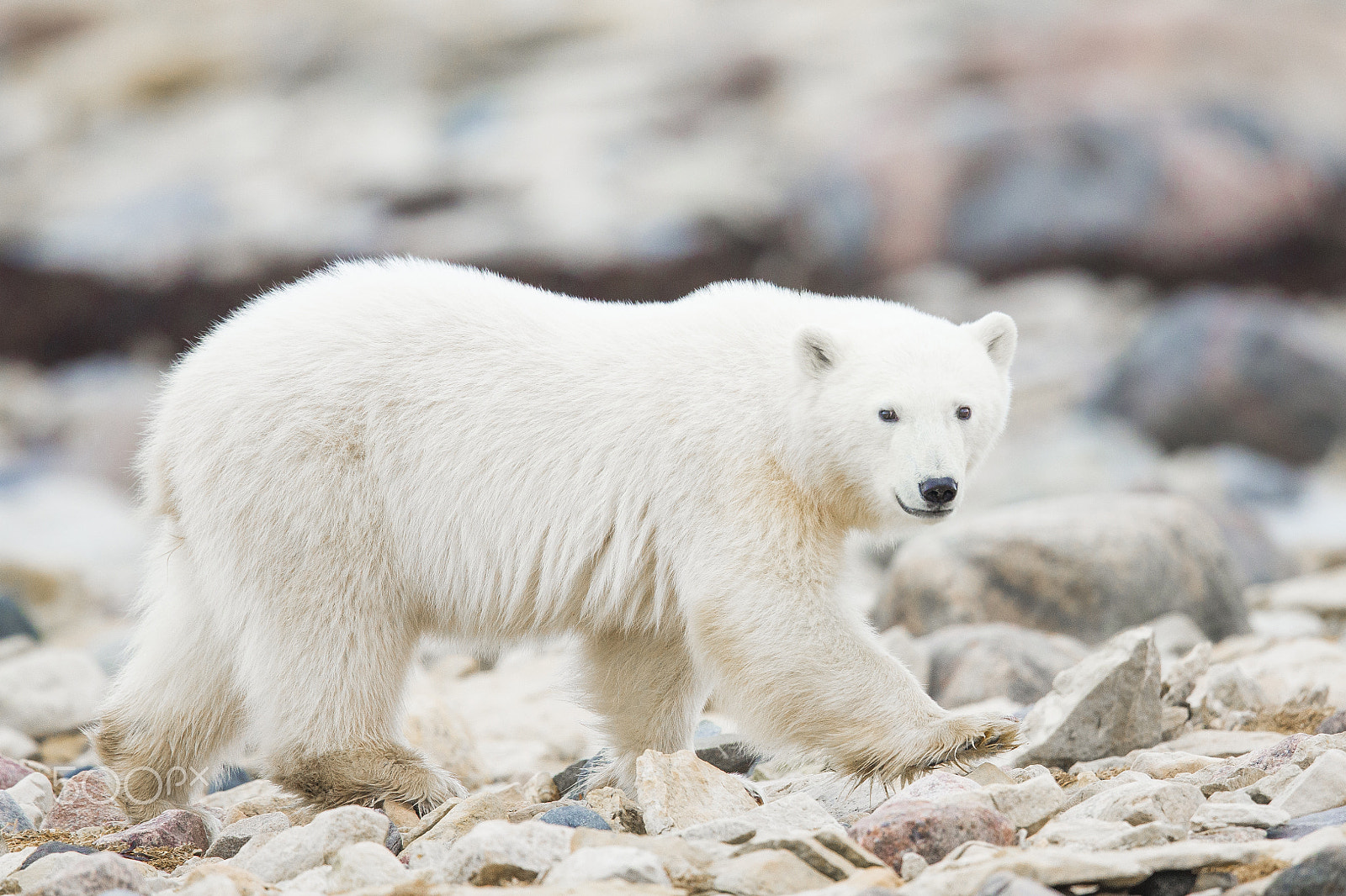 Canon EF 600mm F4L IS II USM sample photo. Polar bear cub photography