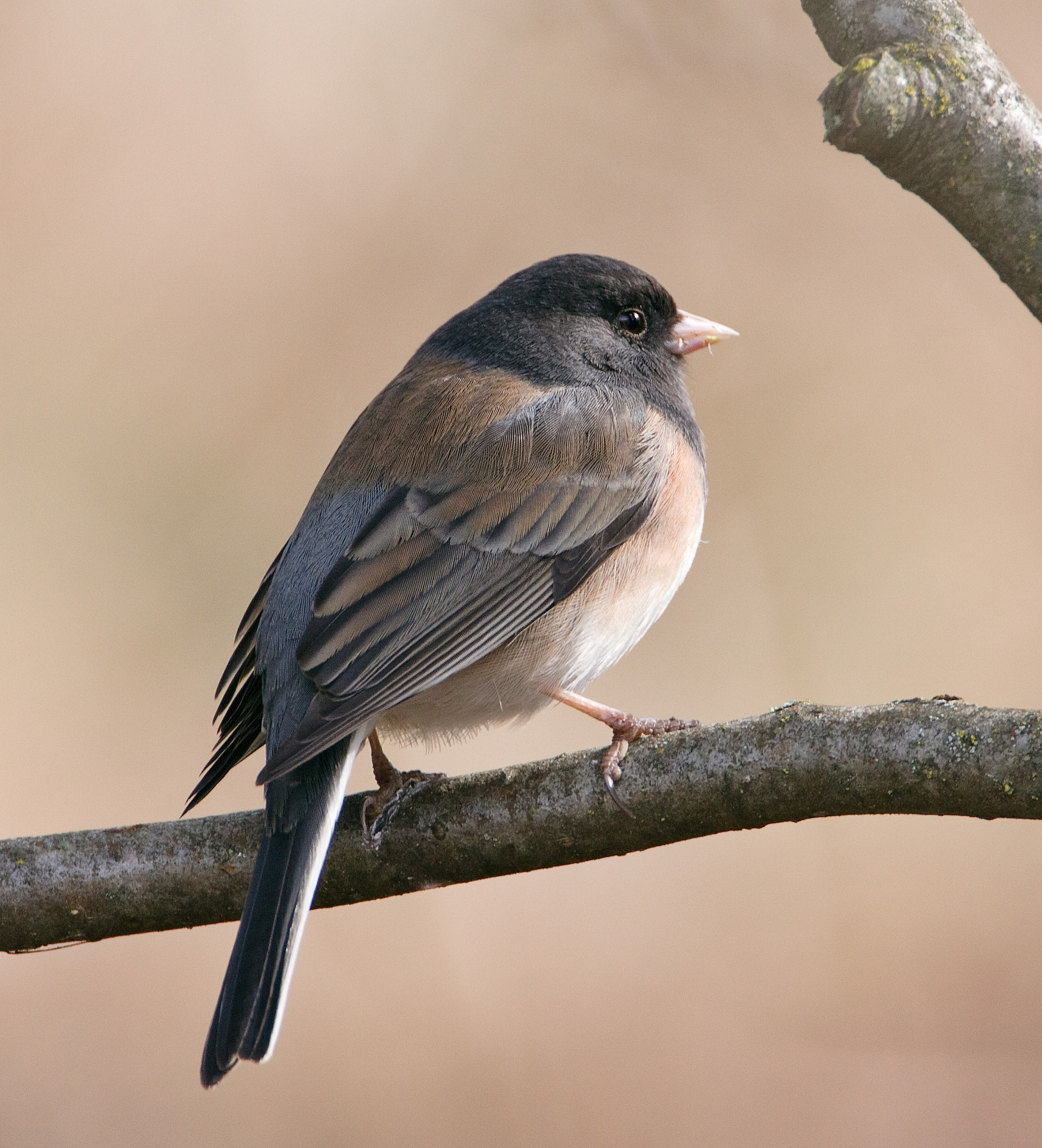 Canon EF 500mm F4L IS USM sample photo. Dark eyed junko photography