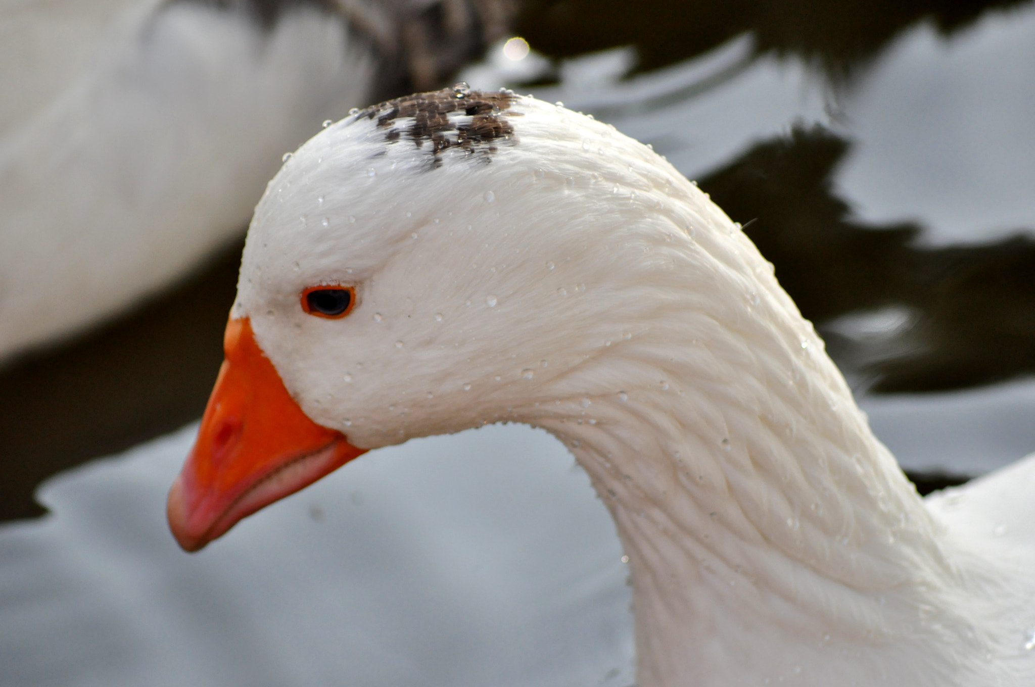 Nikon D5000 + Sigma 70-300mm F4-5.6 APO DG Macro sample photo. Goose photography