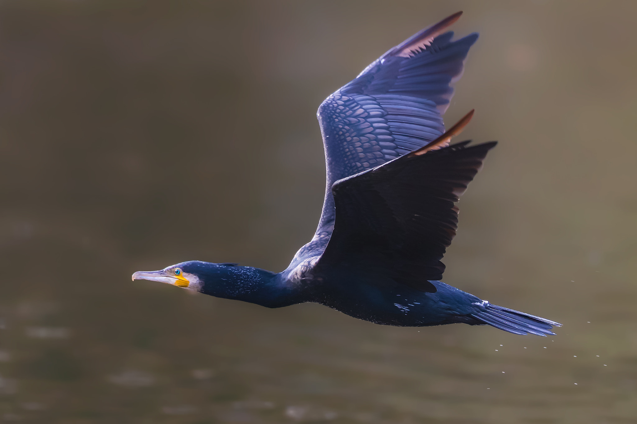 Canon EF 400mm F2.8L IS II USM sample photo. Cormoran photography