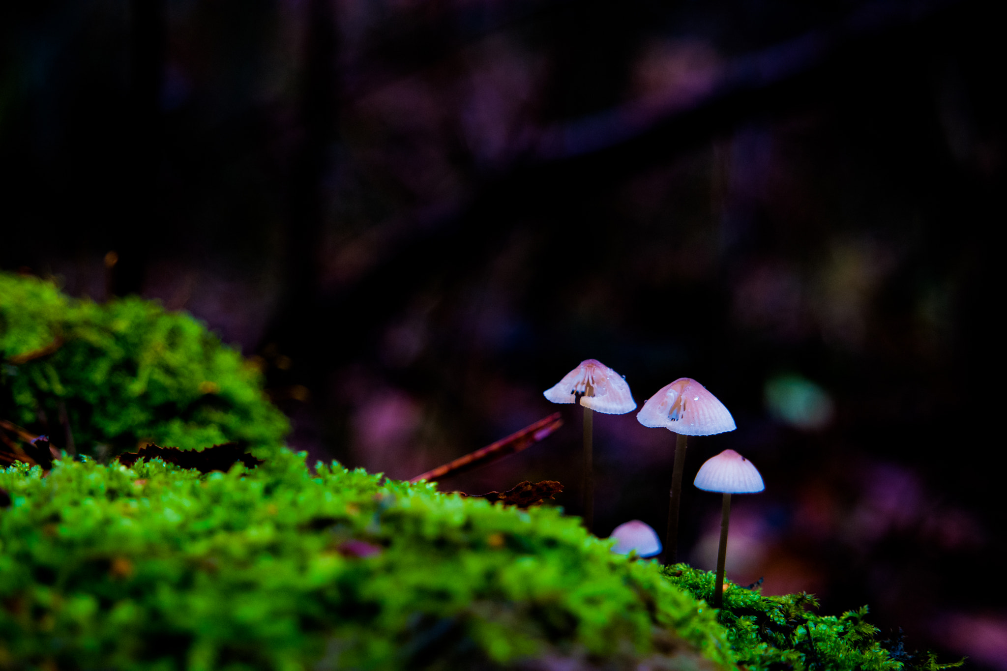 Samsung NX500 sample photo. Mossroom photography