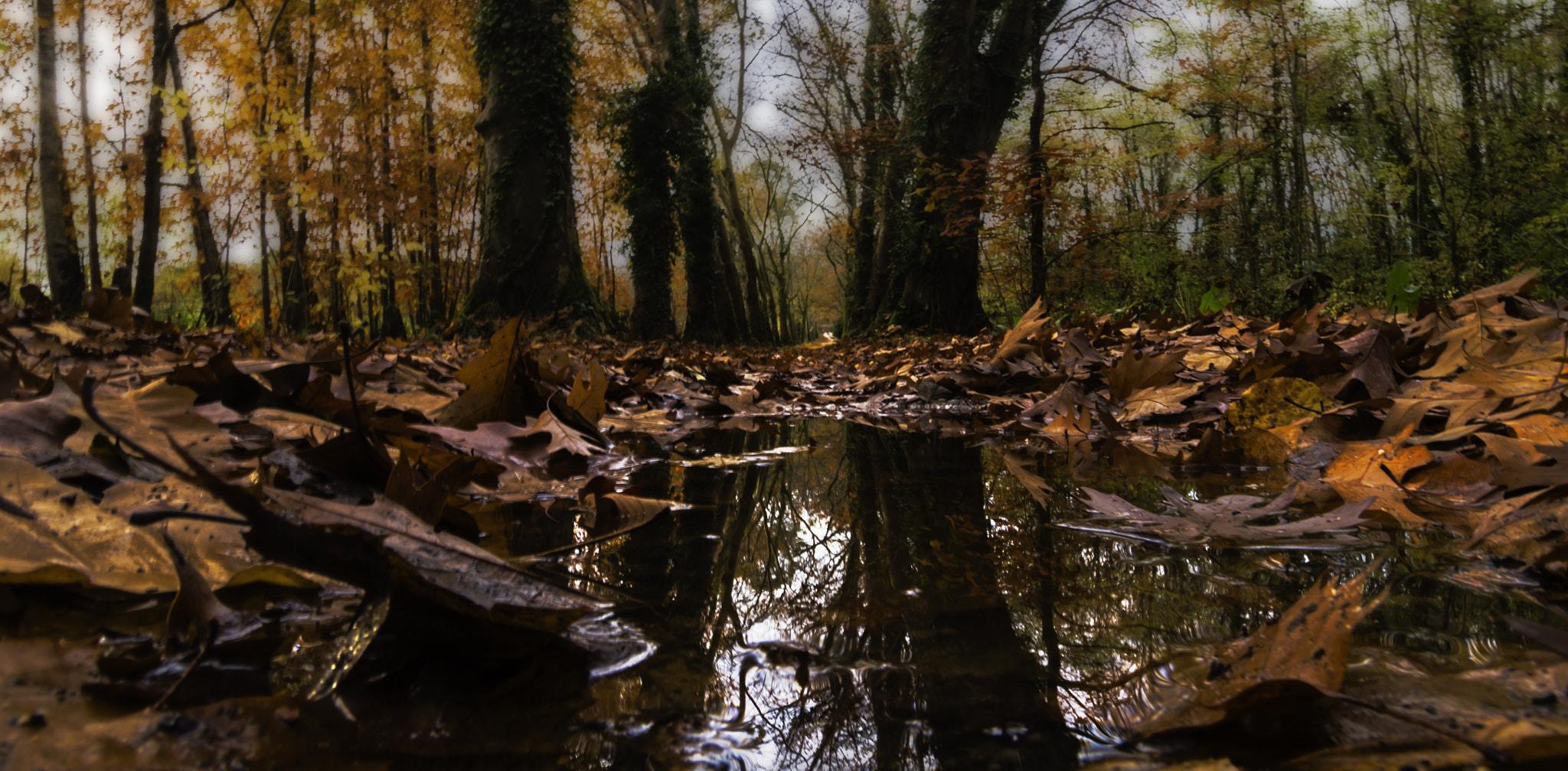 Pentax K-5 II sample photo. Automne photography