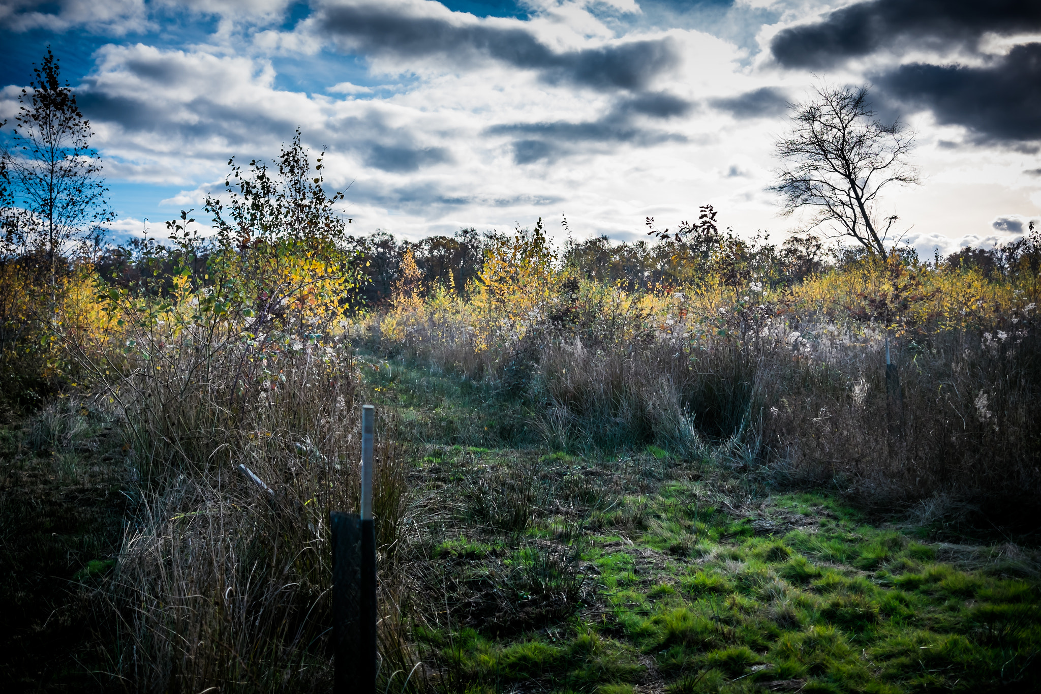 Fujifilm X-M1 + Fujifilm XF 27mm F2.8 sample photo. In the wood photography
