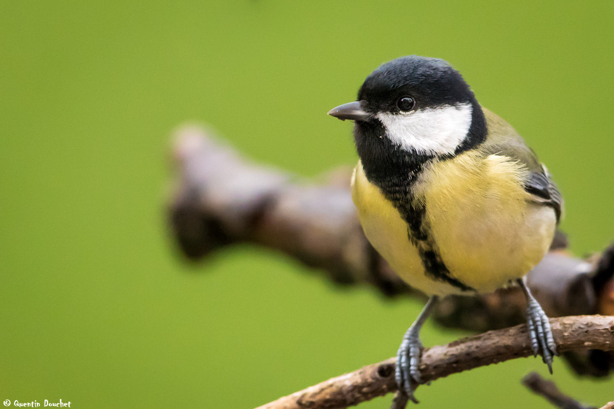 Canon EF 600mm F4L IS II USM sample photo. Mésange charbonnière photography
