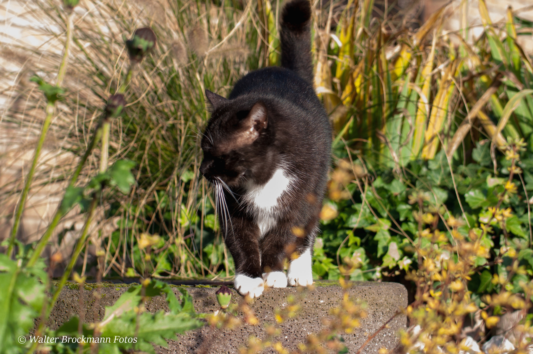 Nikon D5000 sample photo. Katze/cat photography