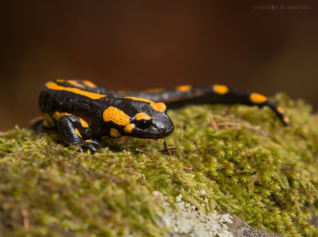 Sigma 50-500mm f/4-6.3 APO HSM EX sample photo. "salamandrasaurus" :-) photography