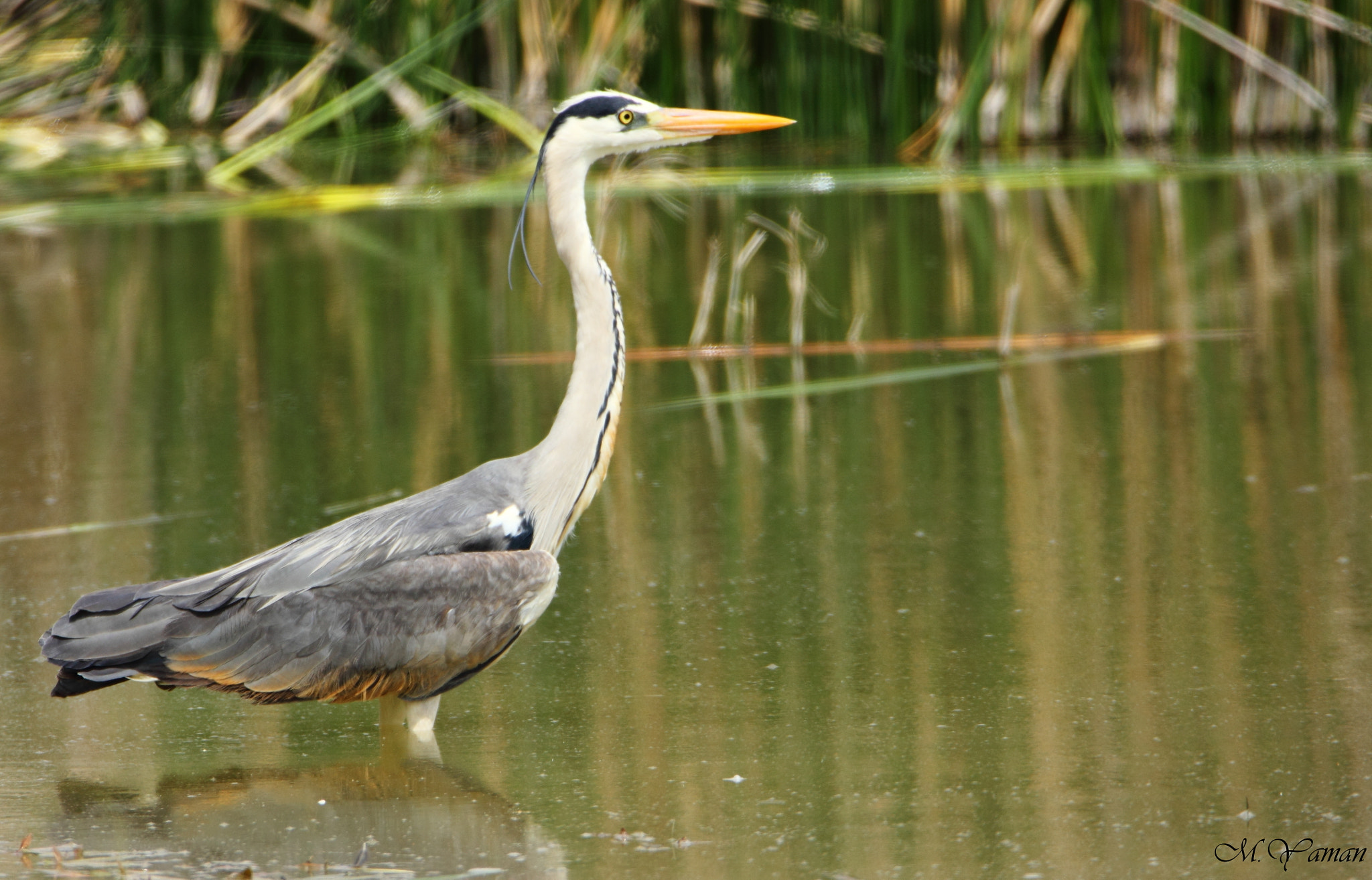 Tamron SP 150-600mm F5-6.3 Di VC USD sample photo. Gri balıkçıl » ardea cinerea » grey heron photography