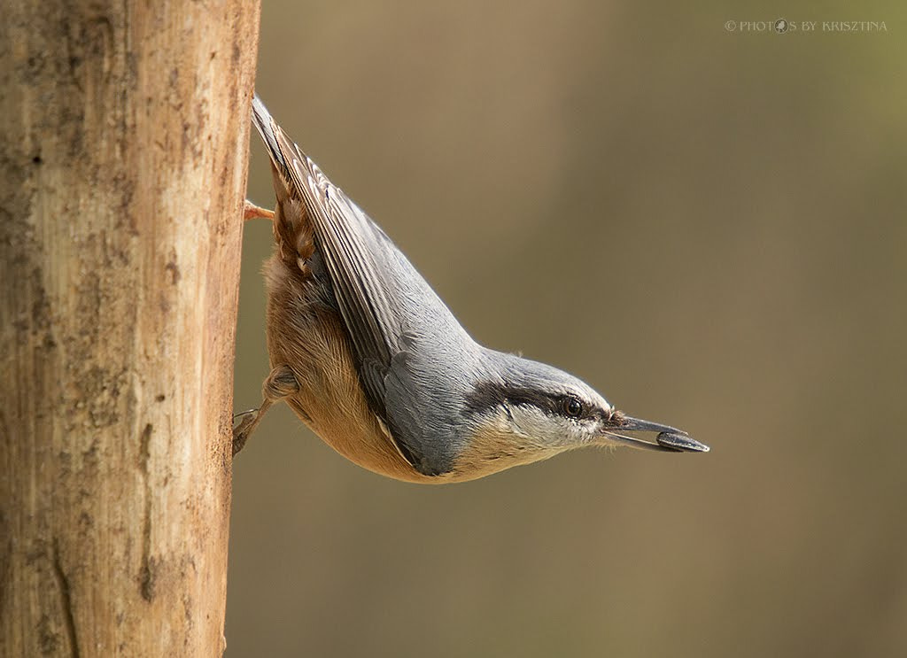 Sigma 50-500mm f/4-6.3 APO HSM EX sample photo. Aerialist :-) photography