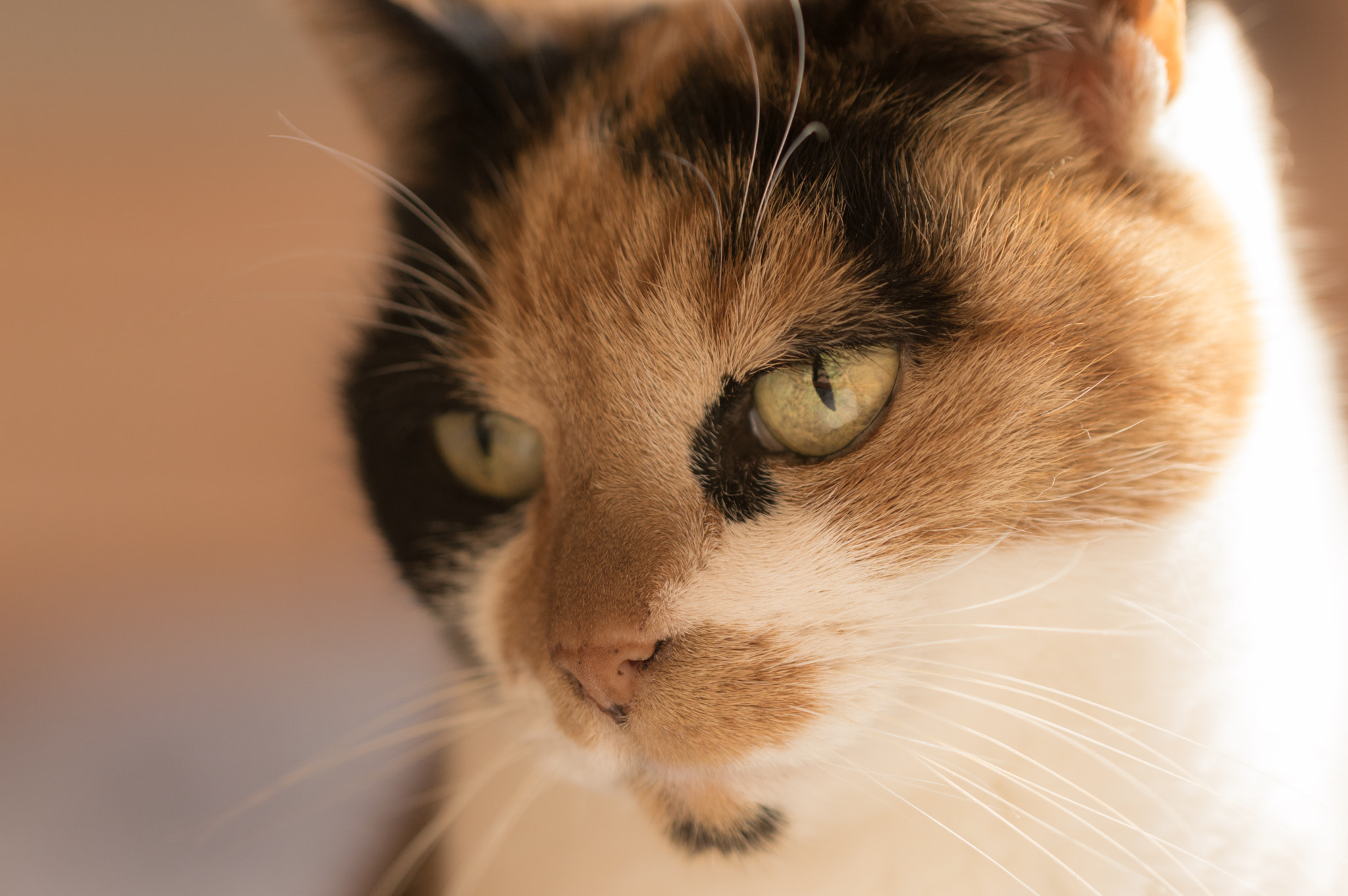 Nikon D3200 sample photo. Bailey photography