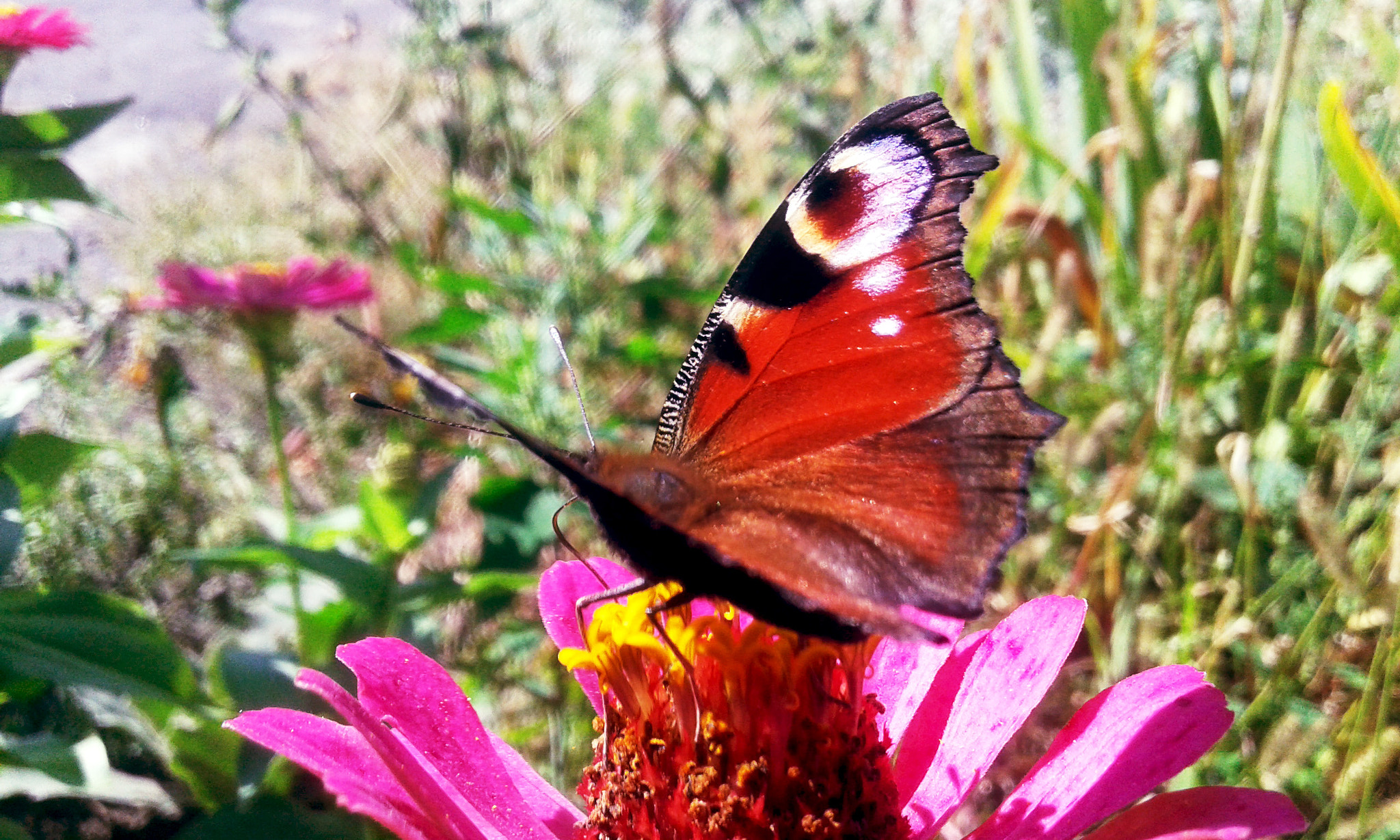 Samsung Galaxy Grand Neo sample photo. 20140905_134804.jpg photography