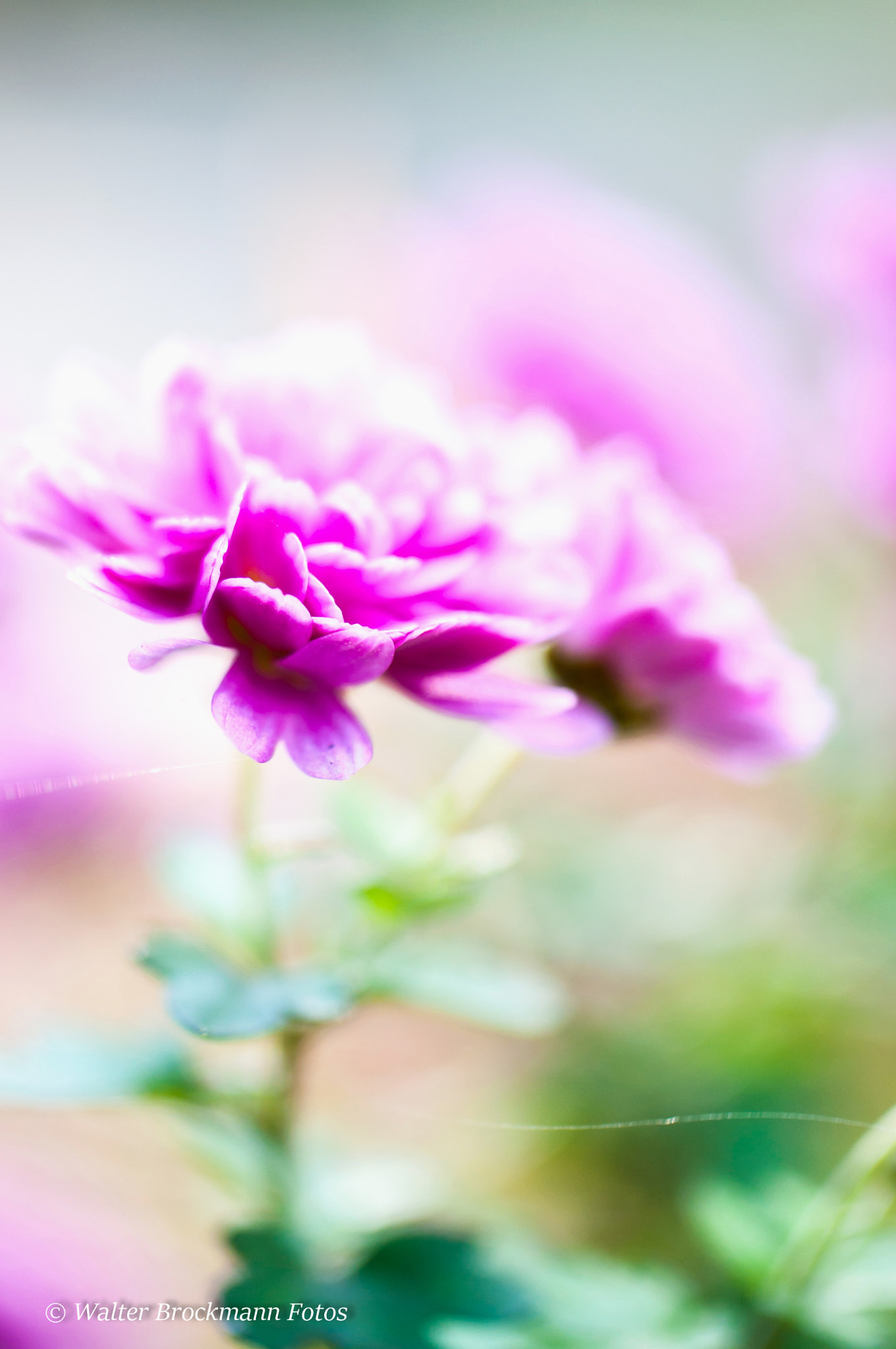 Nikon D5000 sample photo. Tamron 60mm 2.0 macro photography
